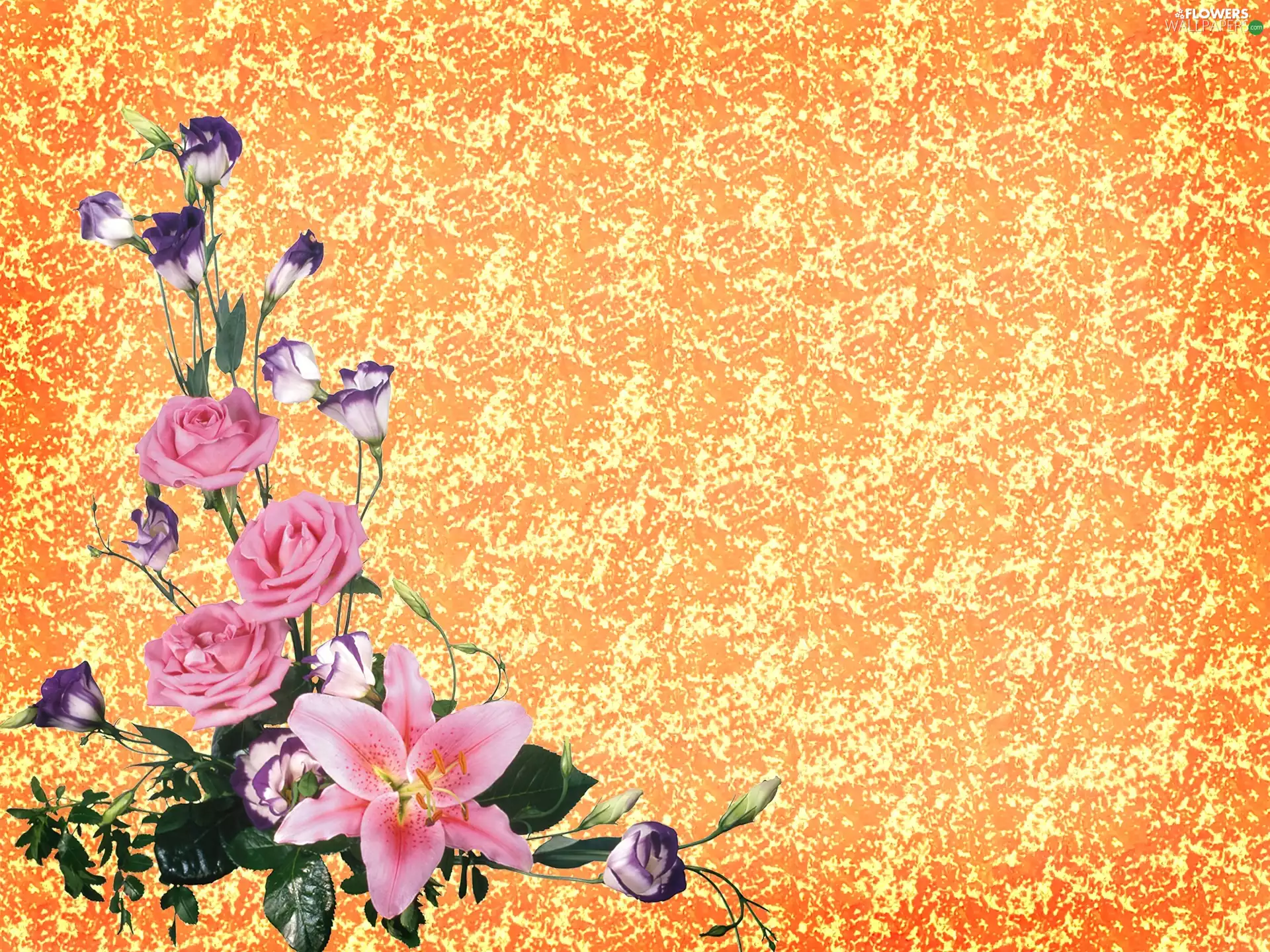 composition, Orange, background, Flower