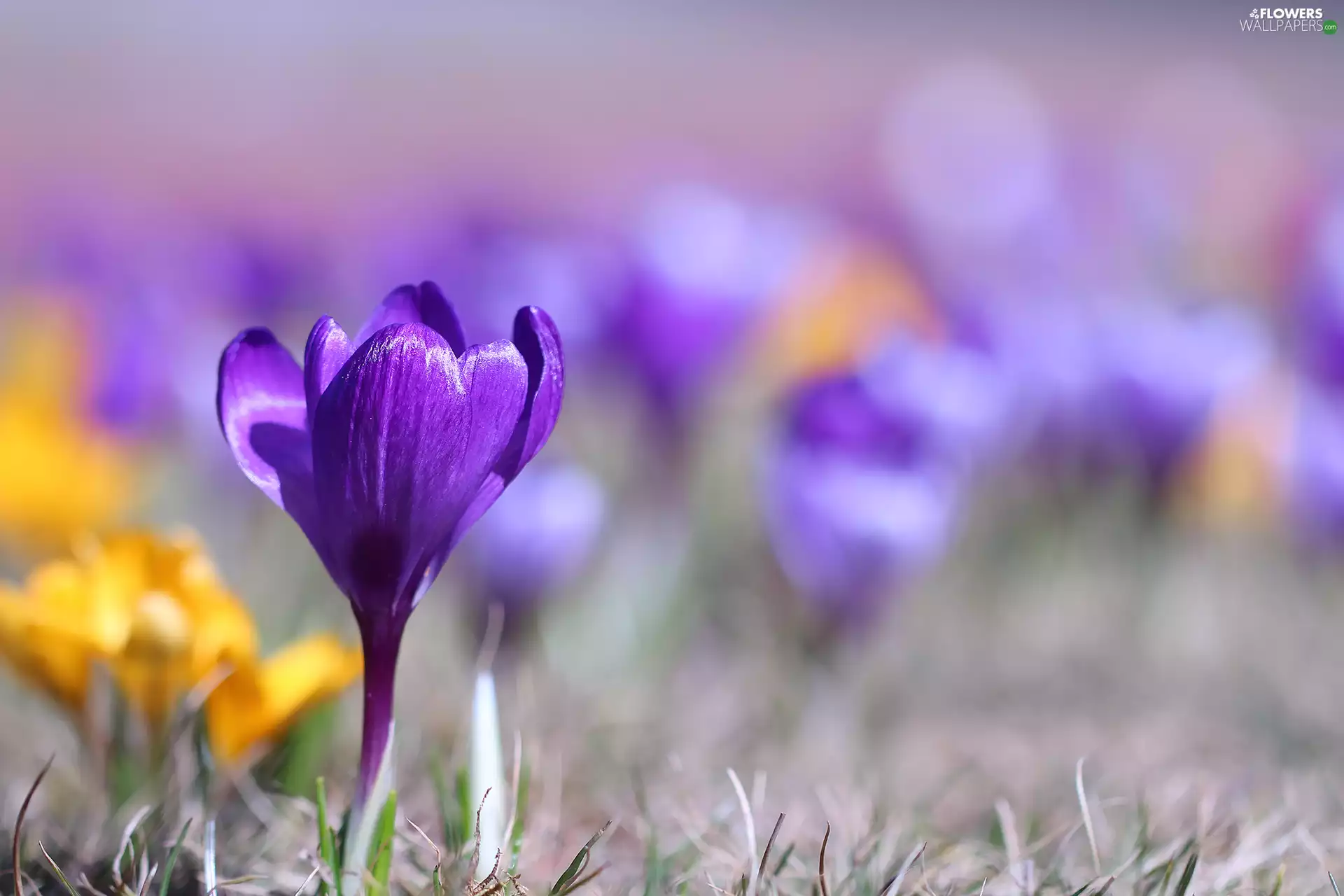 Flower, Violet, crocus