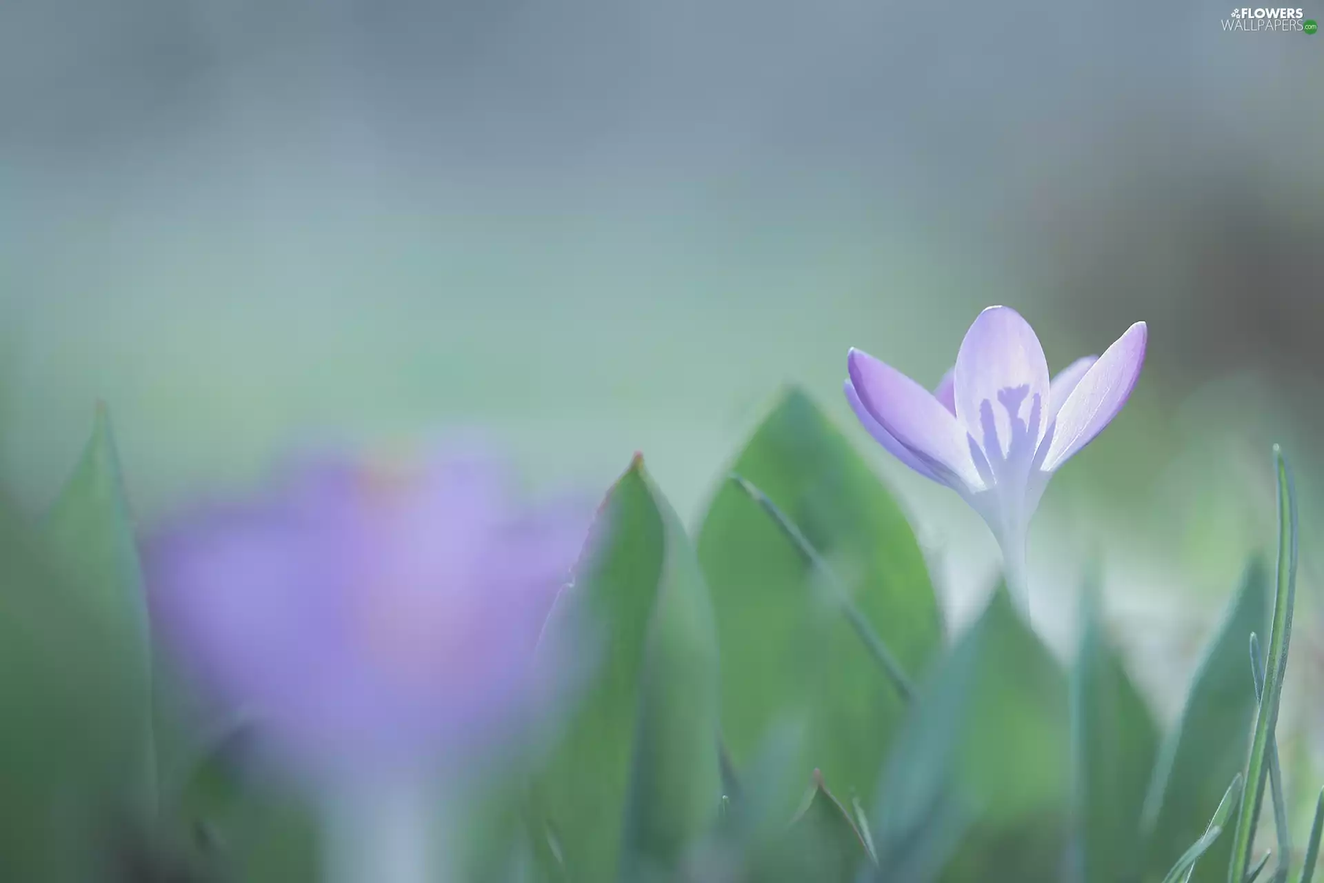Flower, crocus
