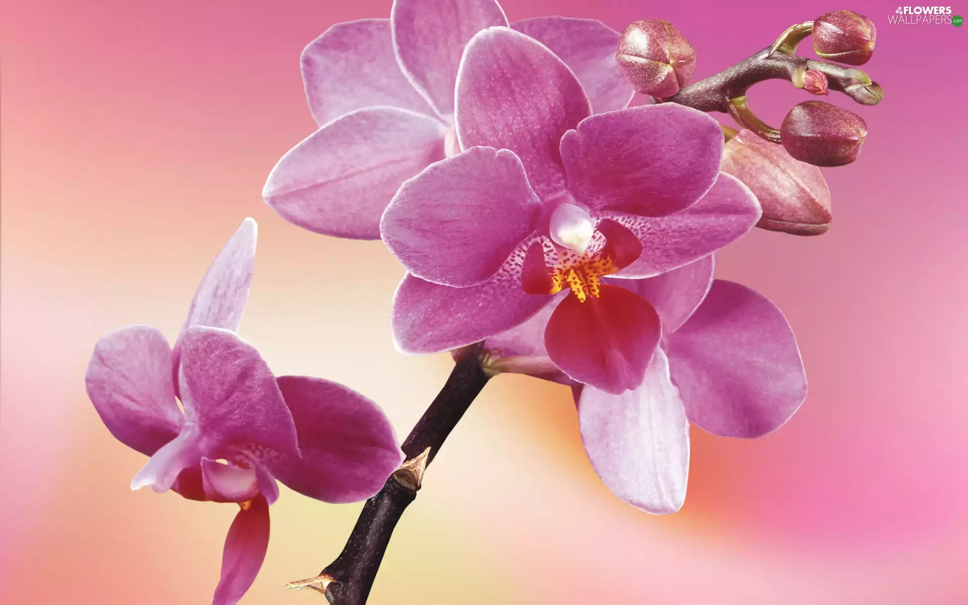 Pink, Colourfull Flowers, Buds, Colorful Background, orchid, flower