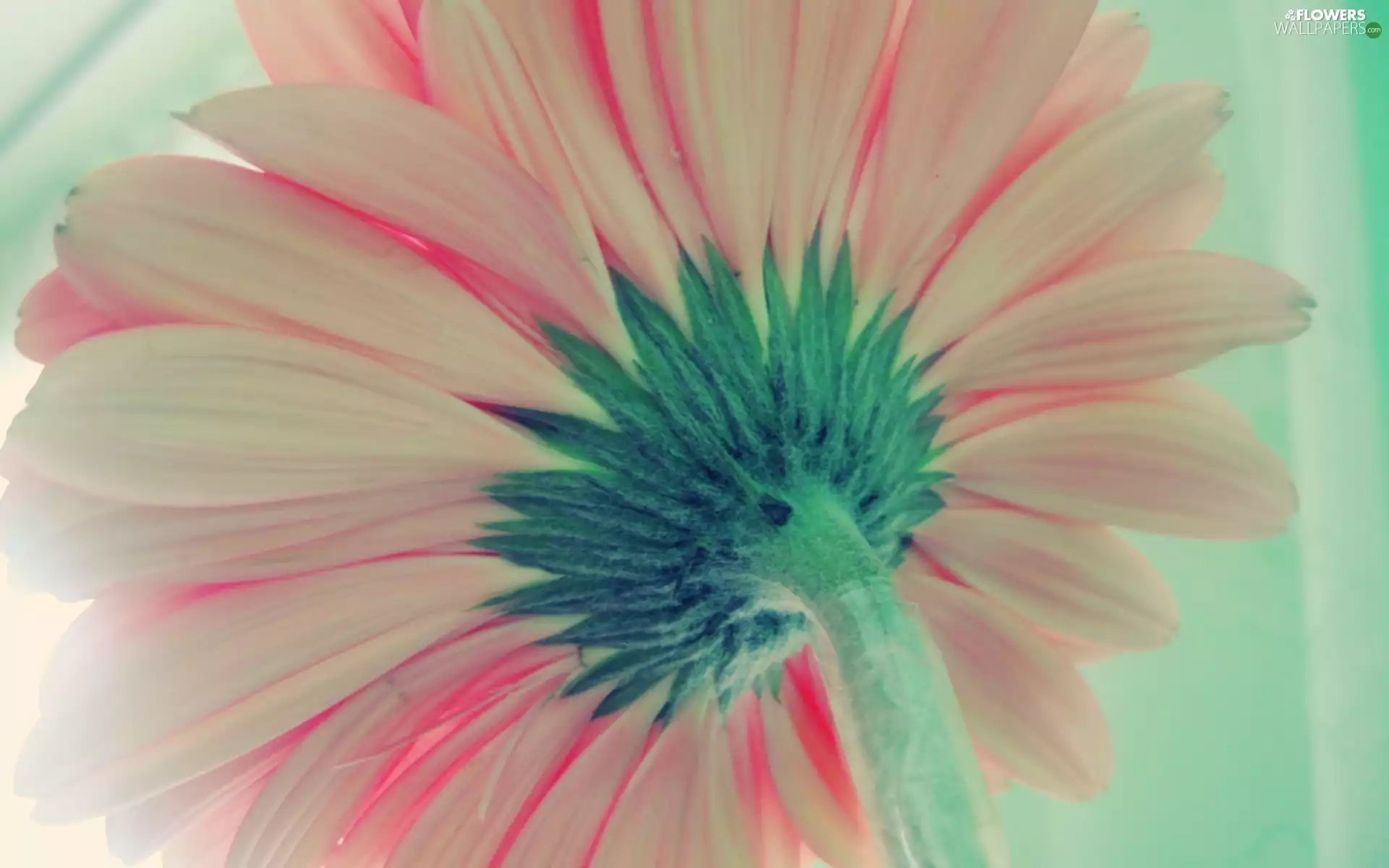 Flower, Gerbera