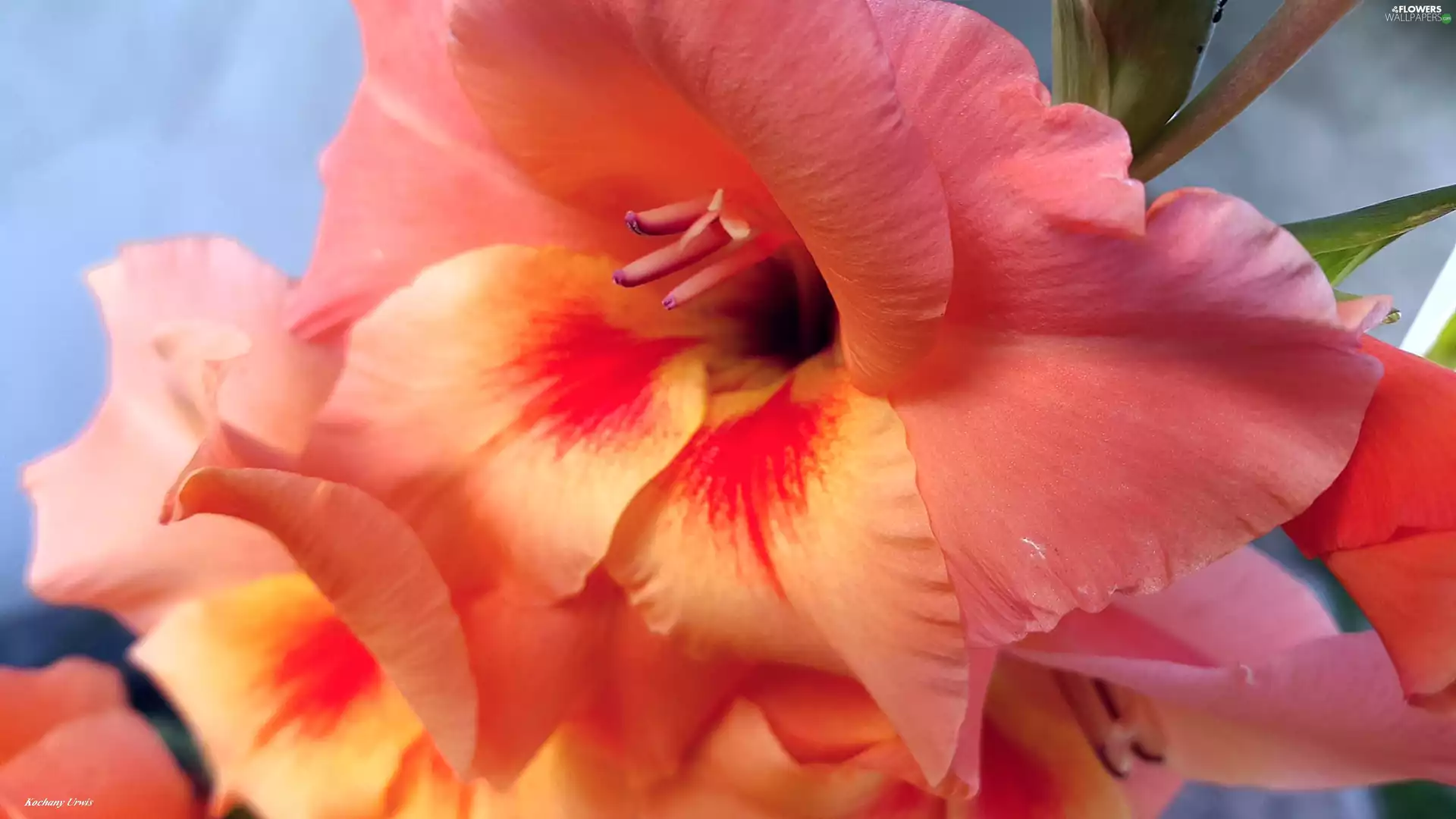 Flower, gladiolus