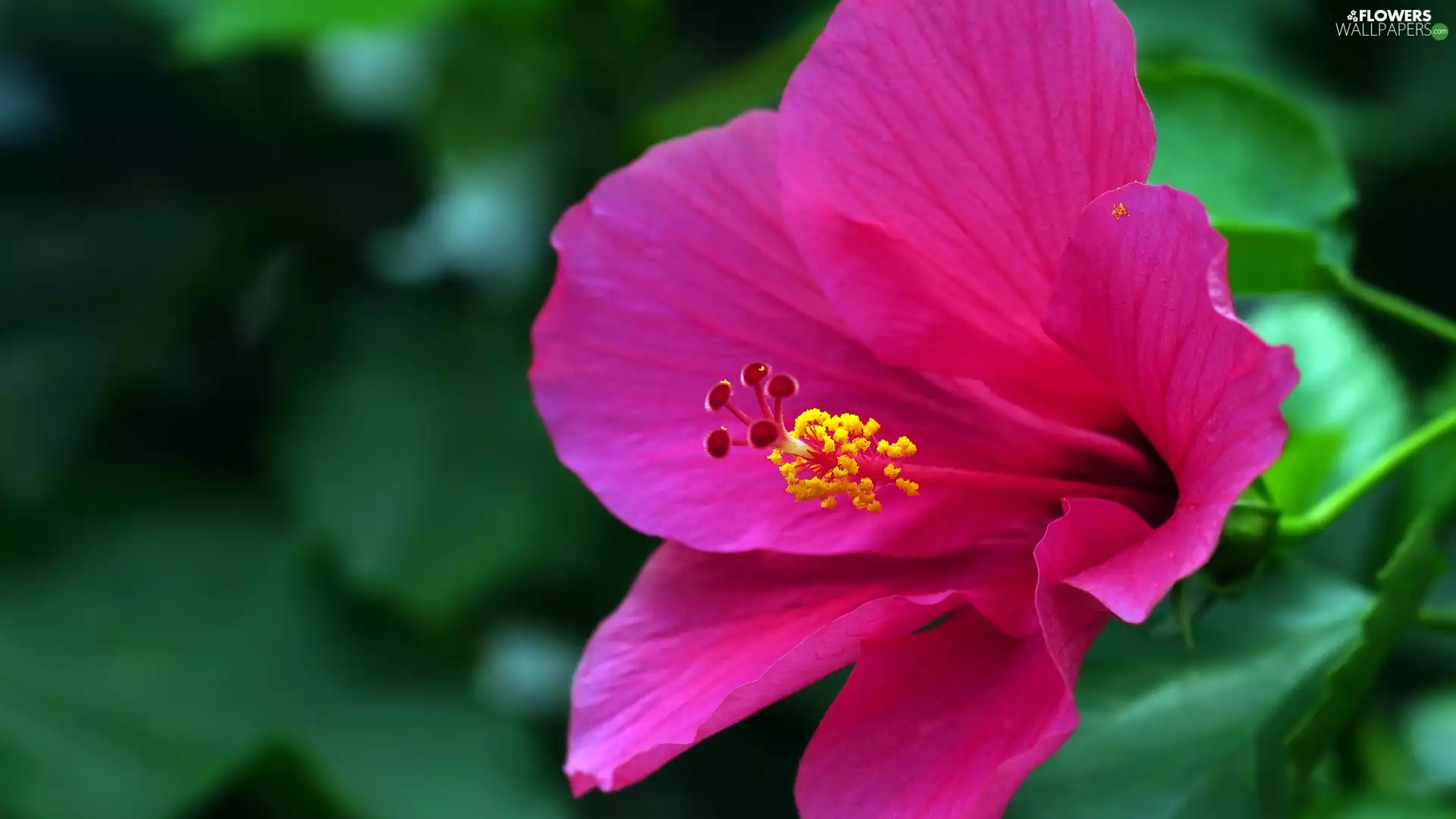 flower, hibiskus