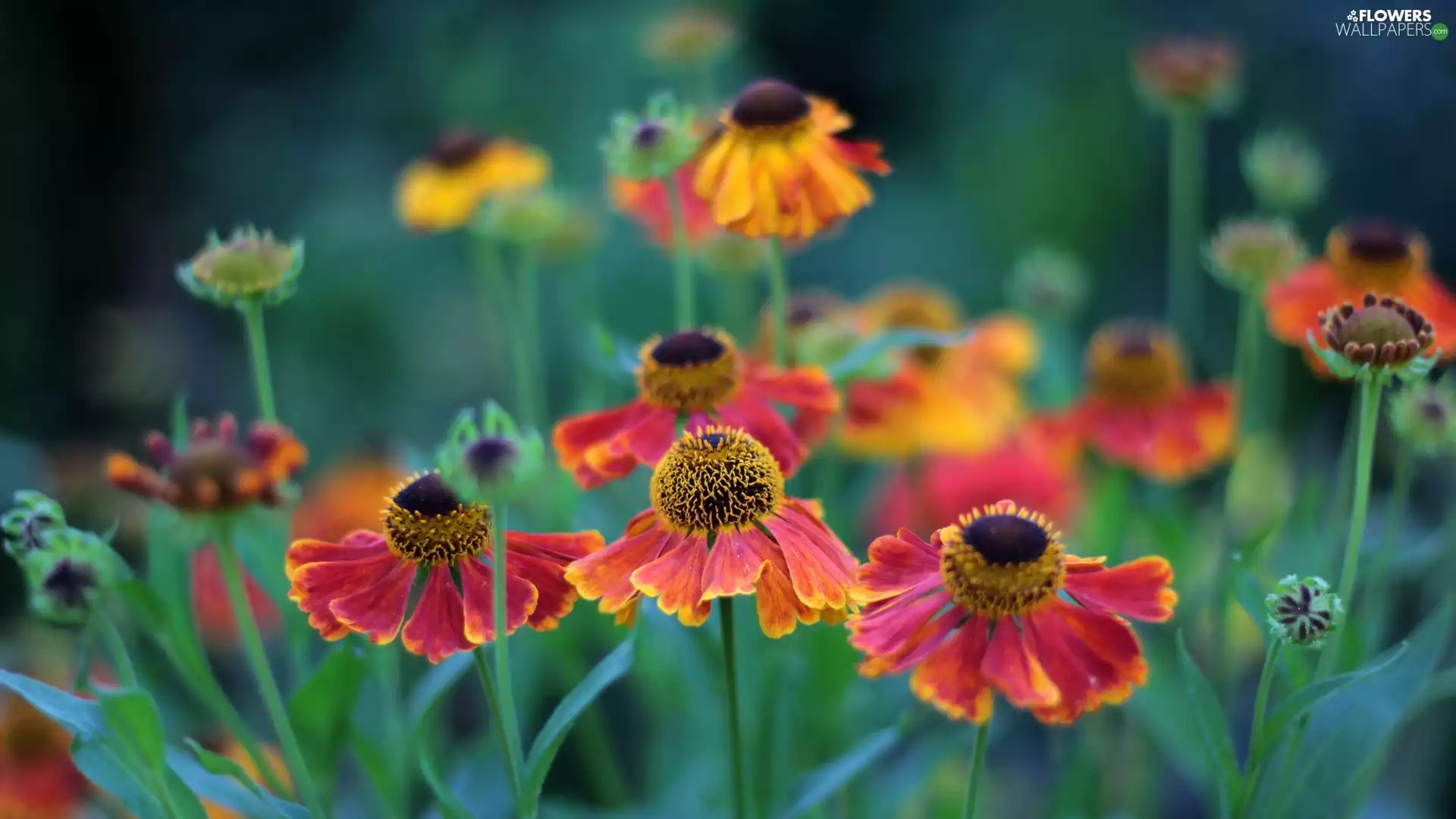 flower, Helenium Hybridum
