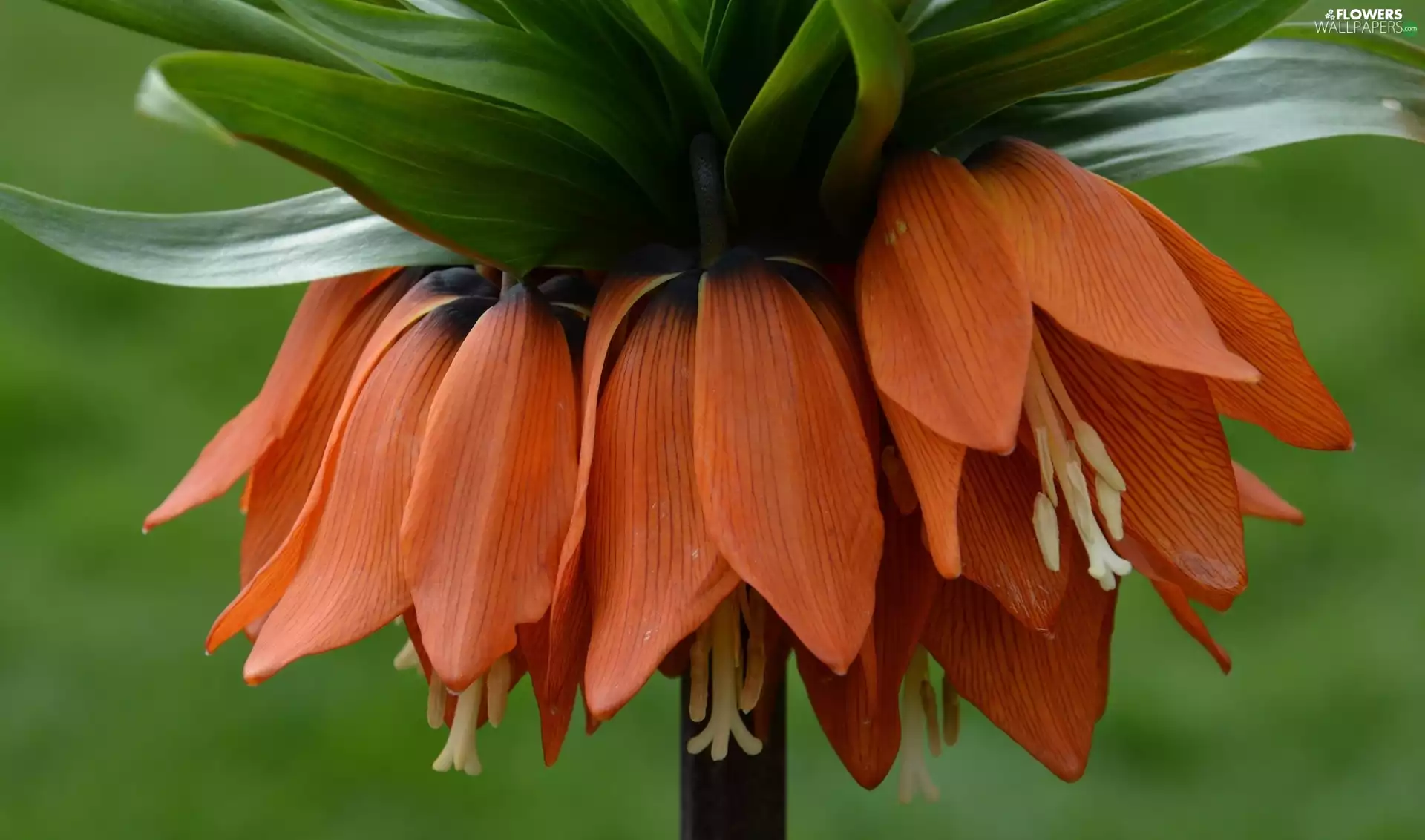 Flower, checkerboard, Imperial