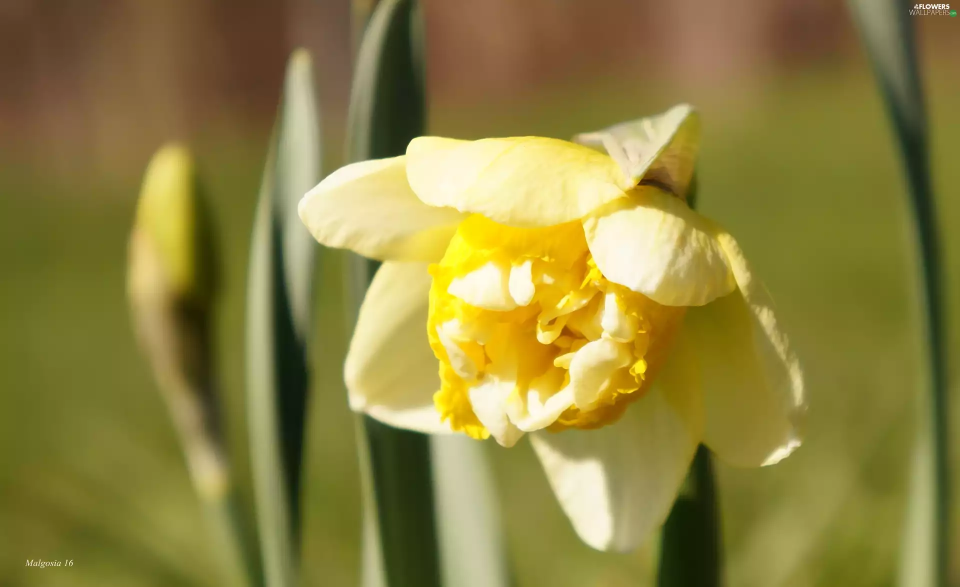 jonquil, Colourfull Flowers, flower