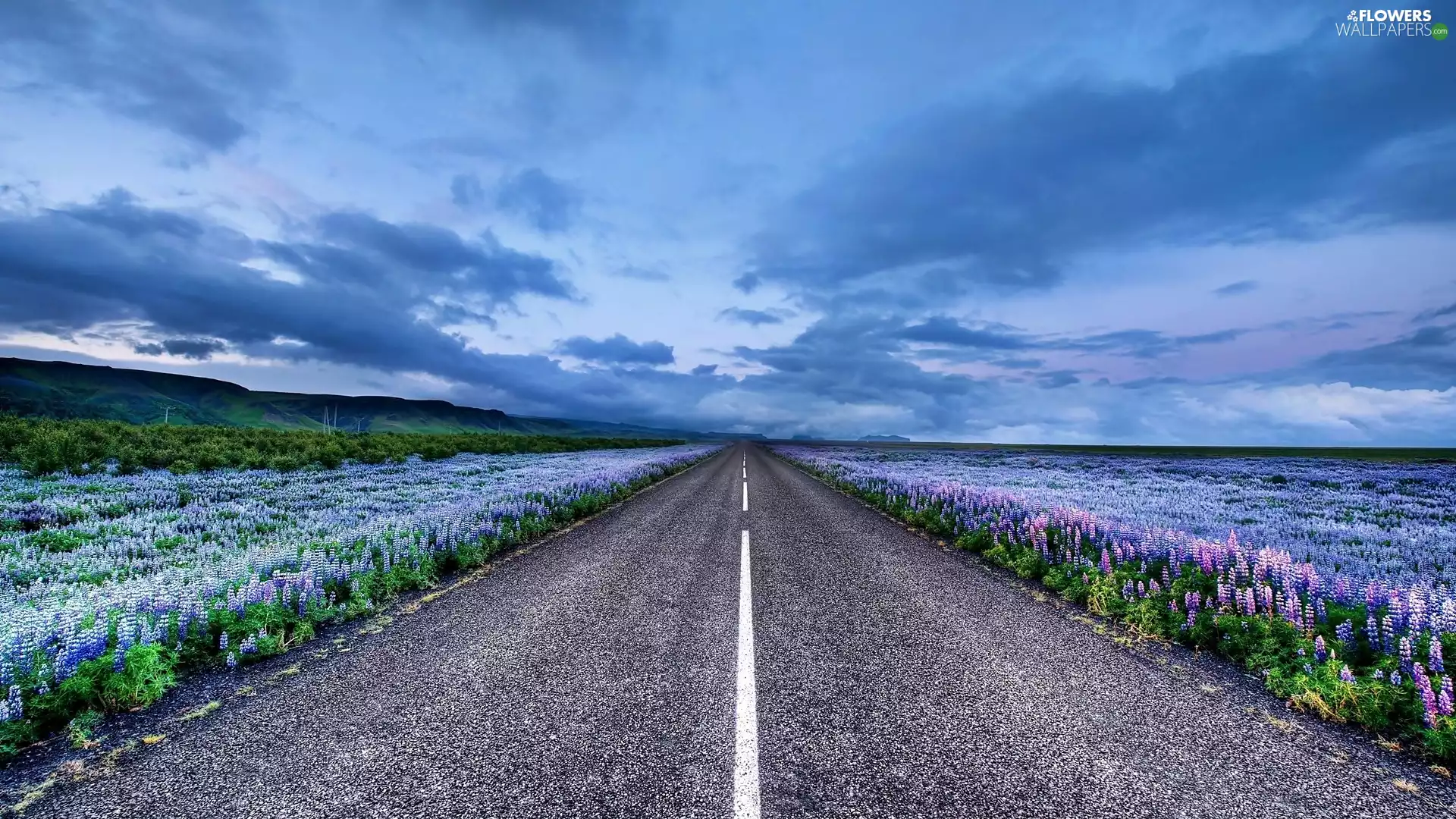 flower, lupine, Way, Meadow, clouds