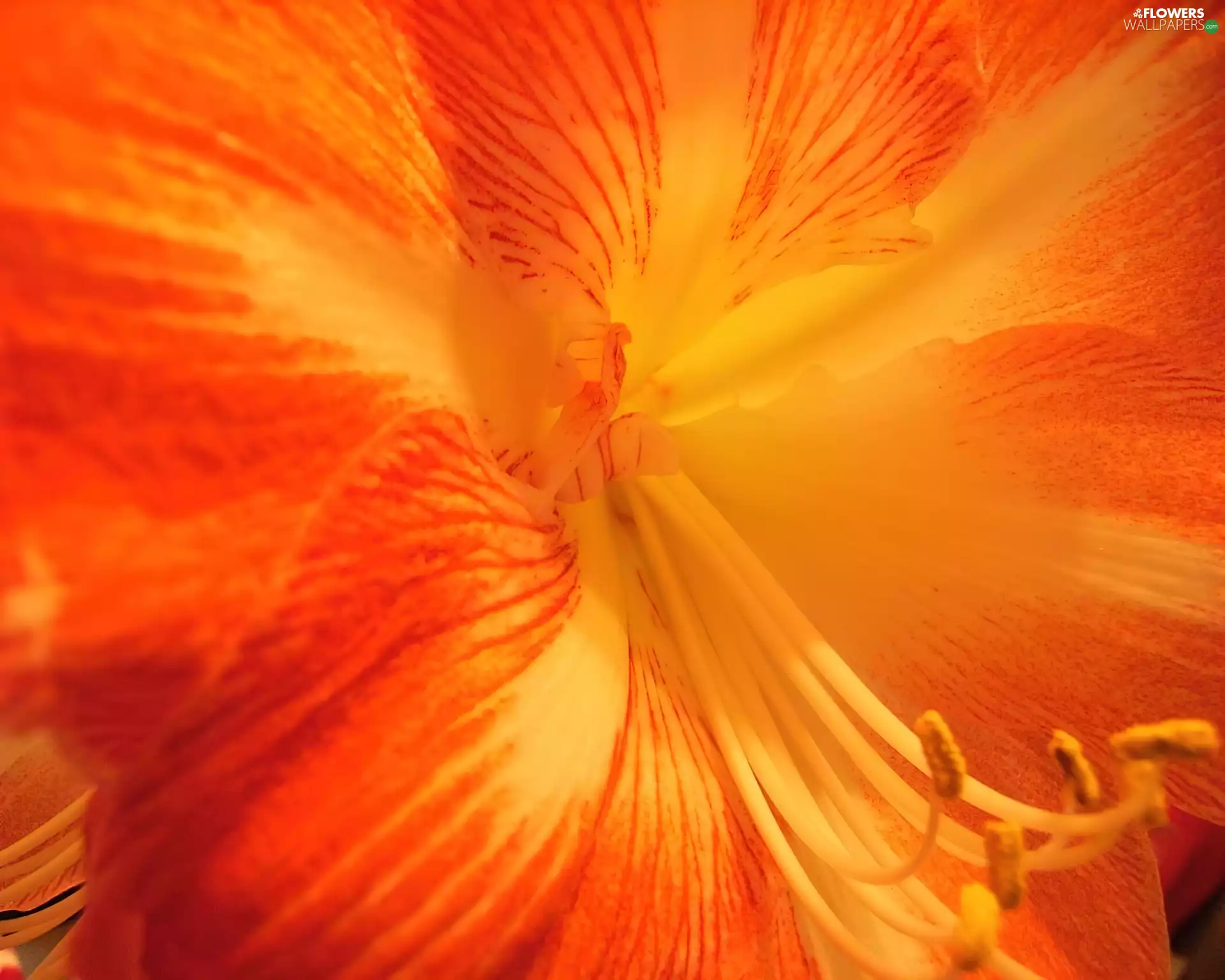 flower, Centre, orange