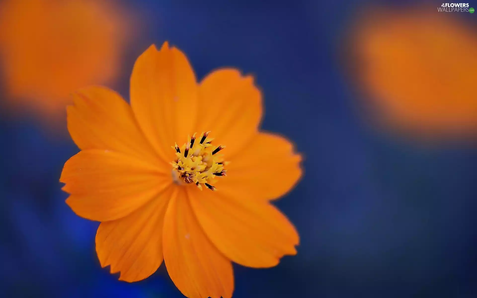 Orange, Cosmos, glamour, Flower