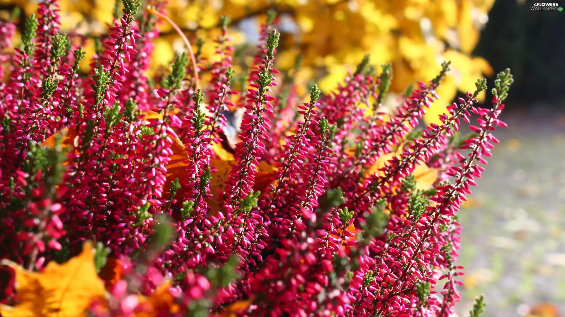 flower, Heather ordinary