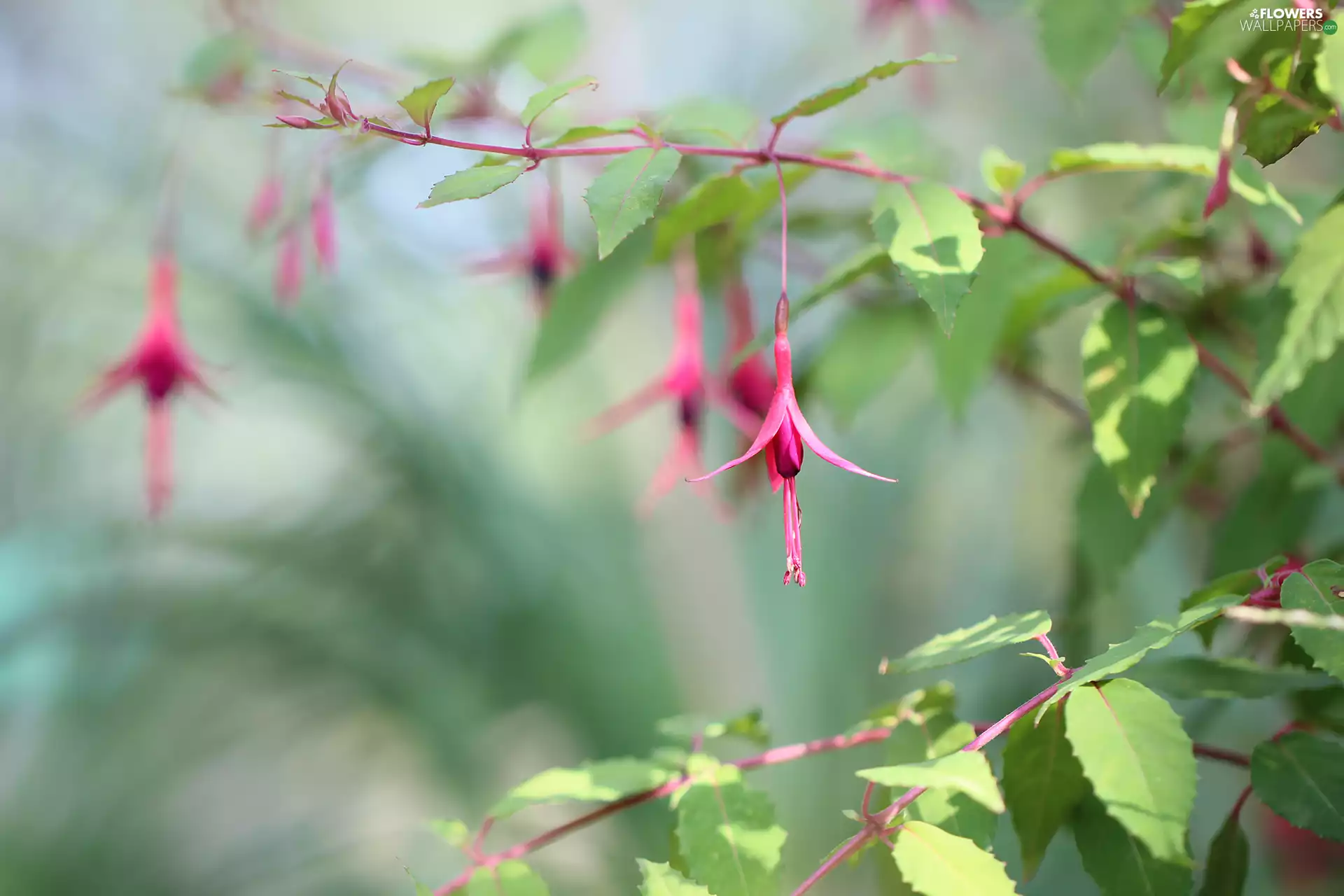 Flower, fuchsia, Pink