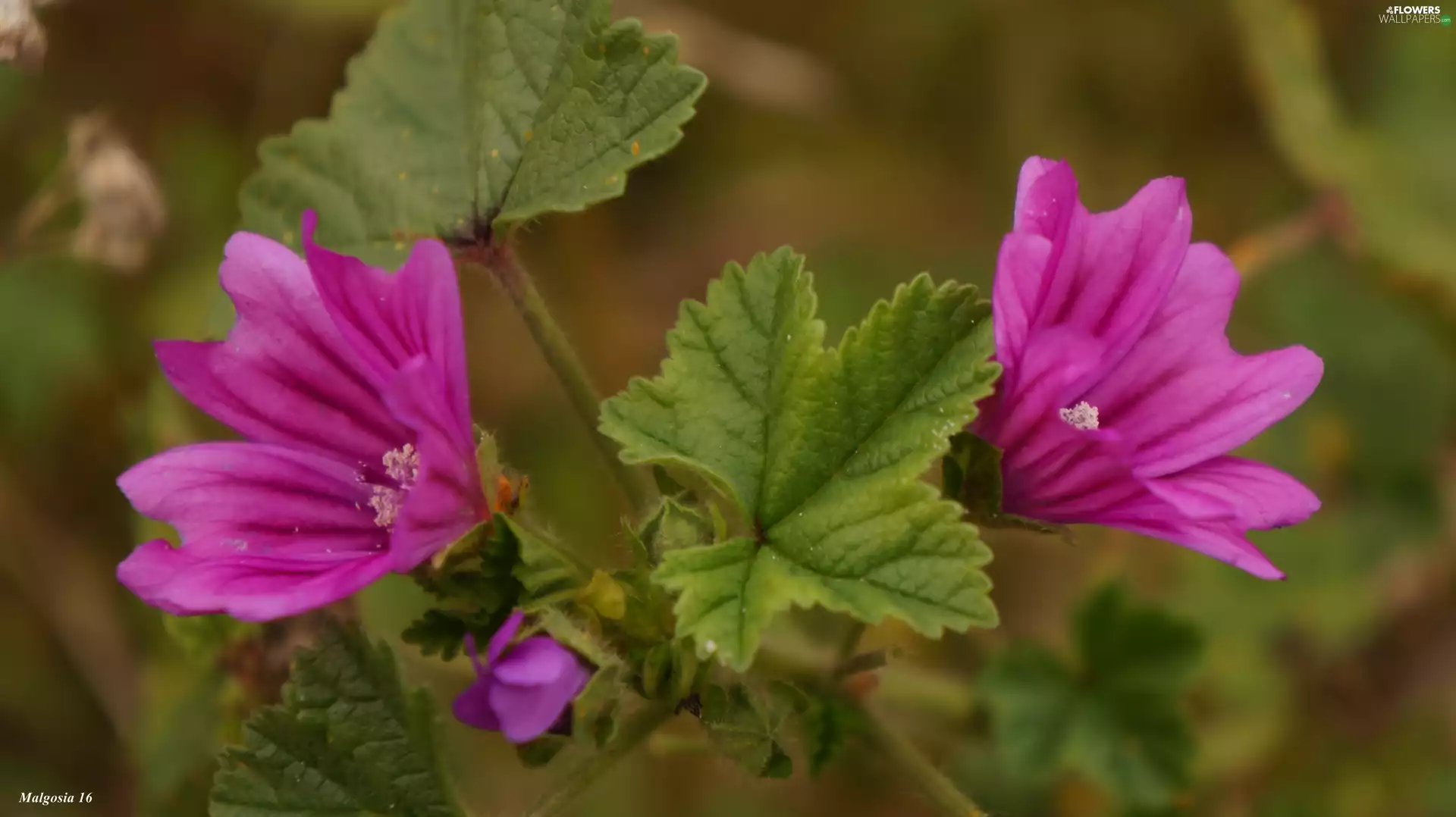 flower, Mallow, Pink