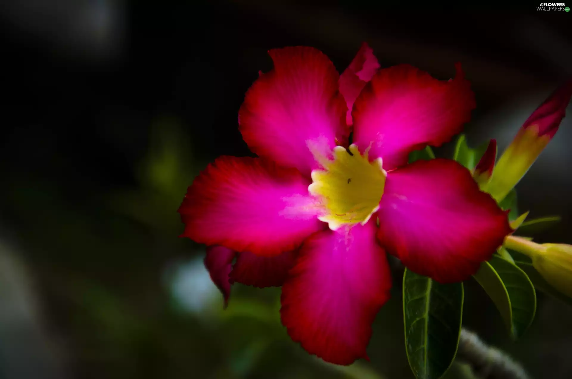 Pink, Flower