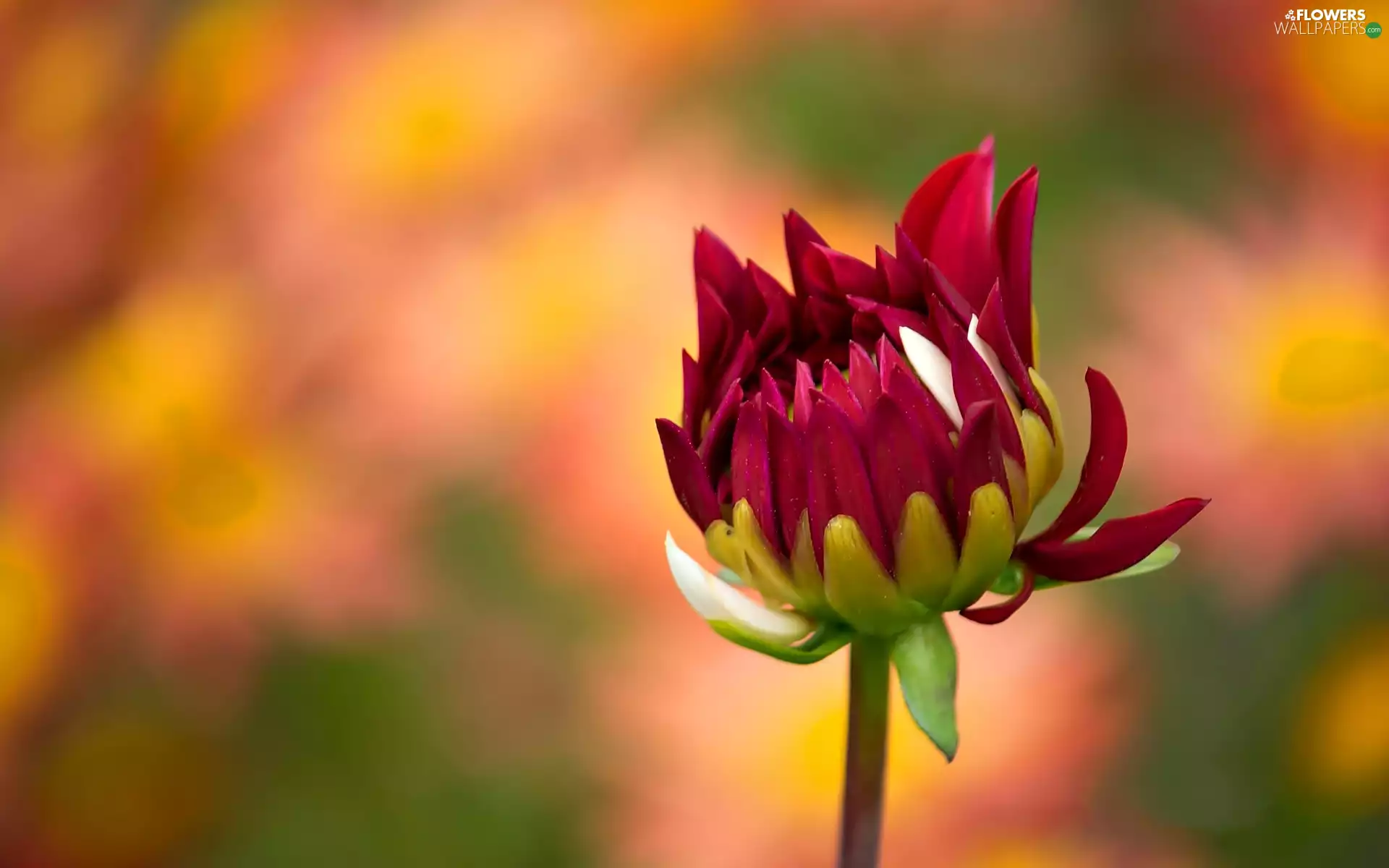 Red, bud, Dalia, Flower