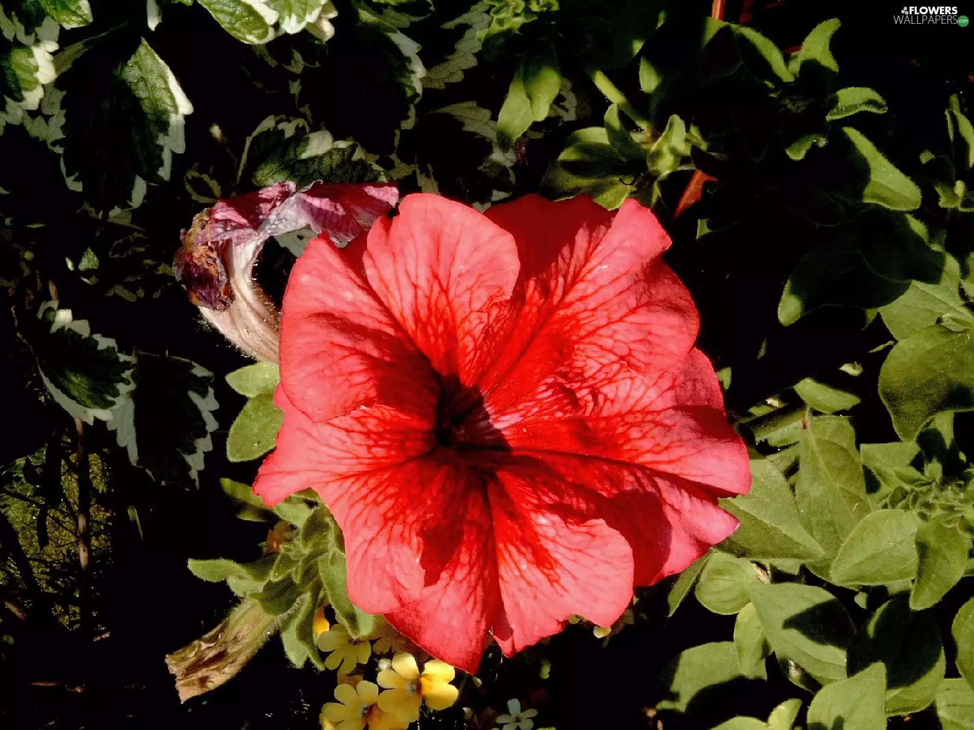 Red, Flower