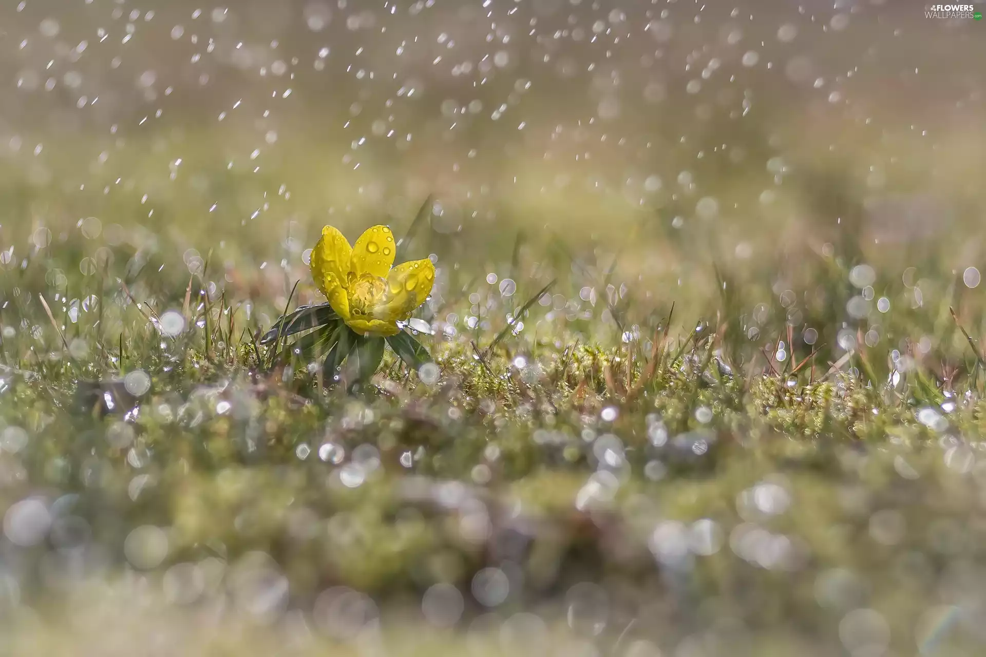 Flower, Yellow, Eranthis, Rain, luminosity, Bokeh, sun, flash, ligh