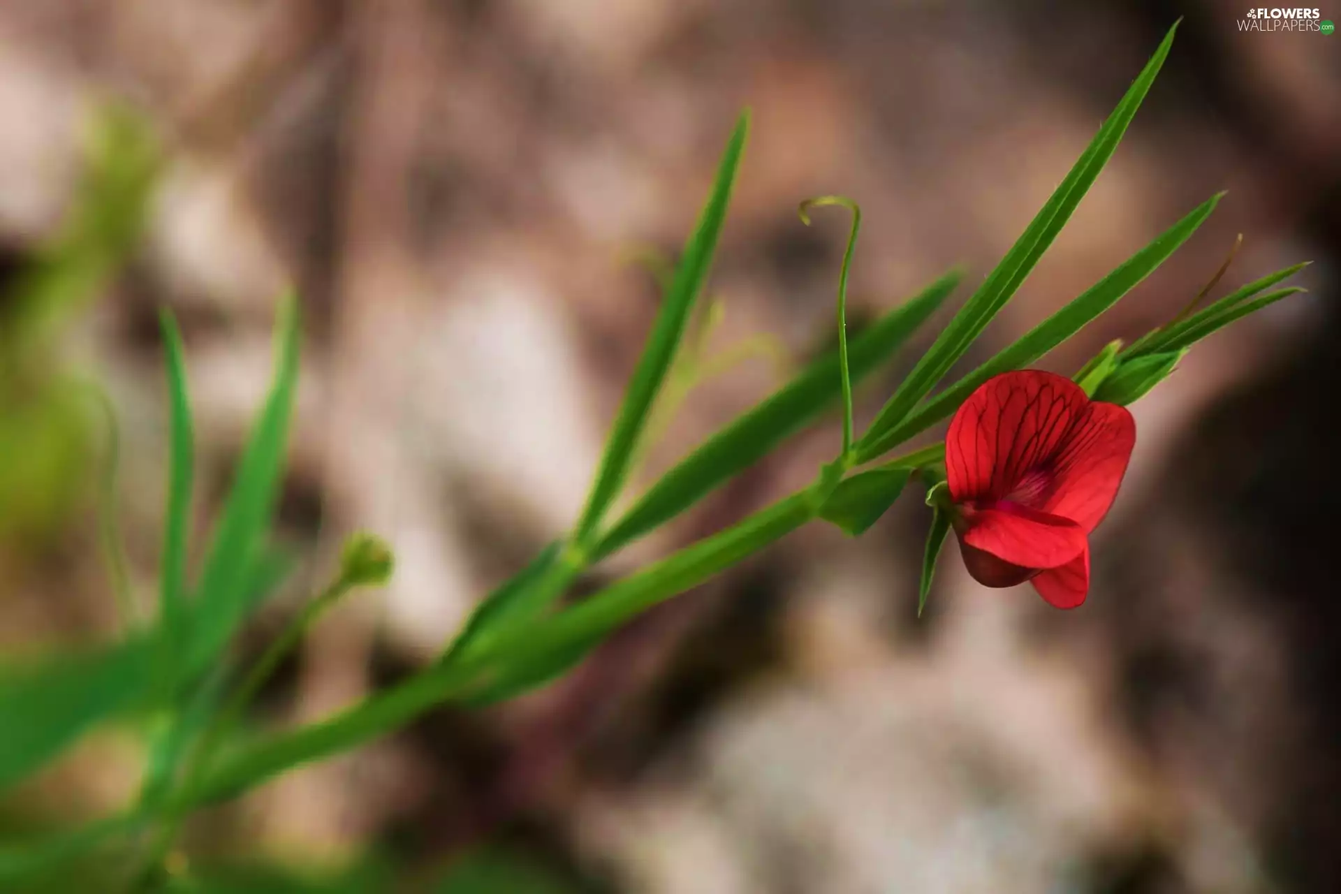 Sweet Peas, Red, Flower