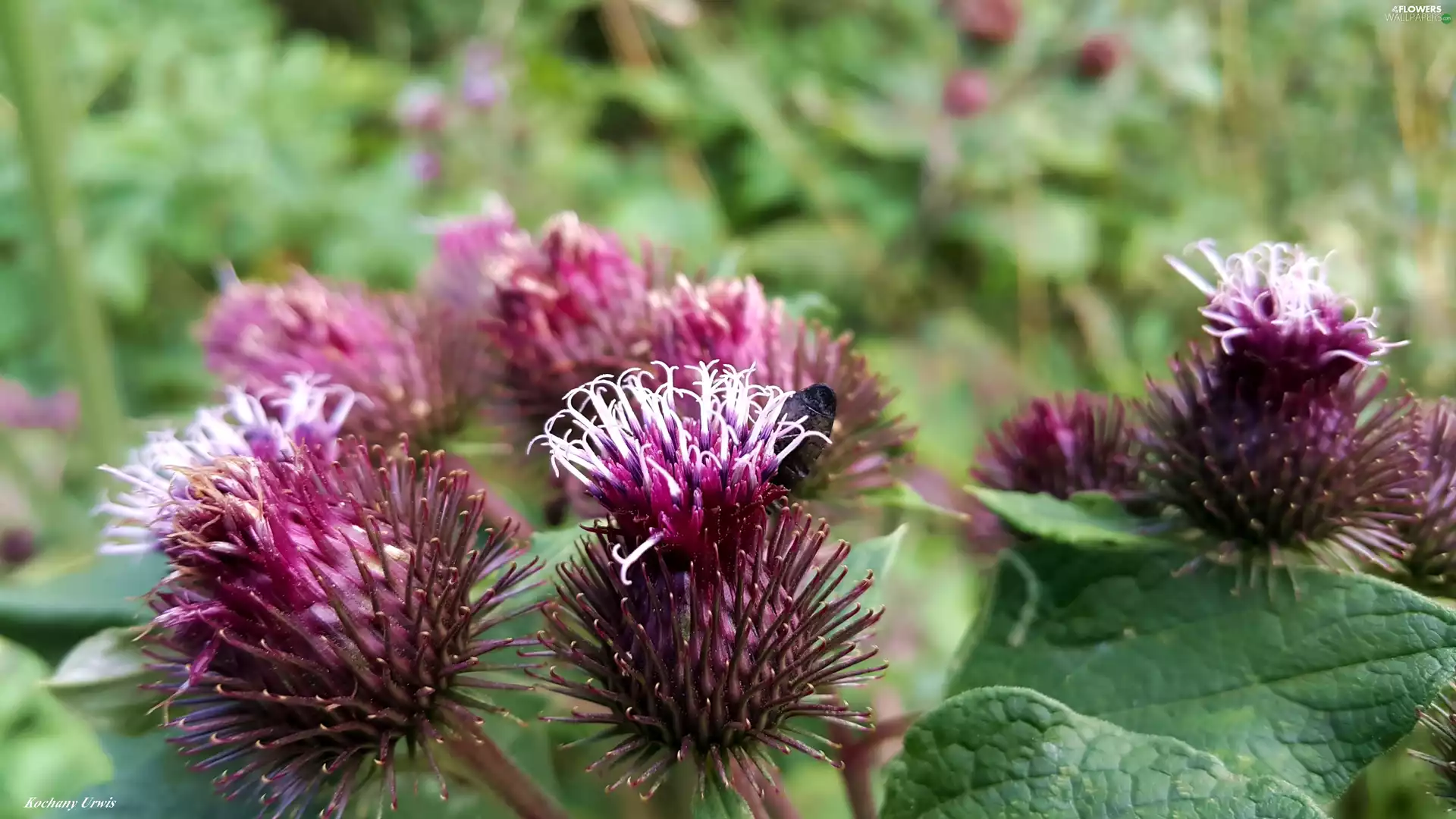 flower, teasel