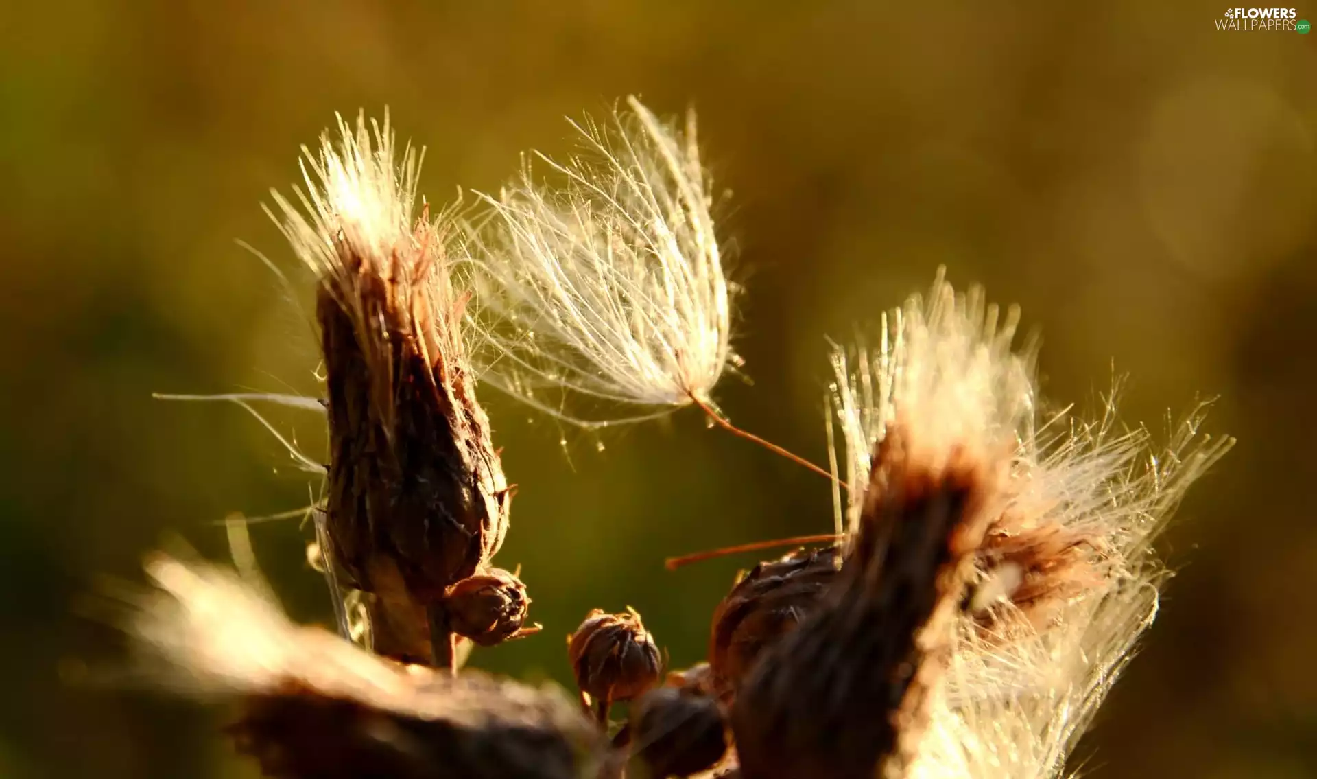 flower, teasel