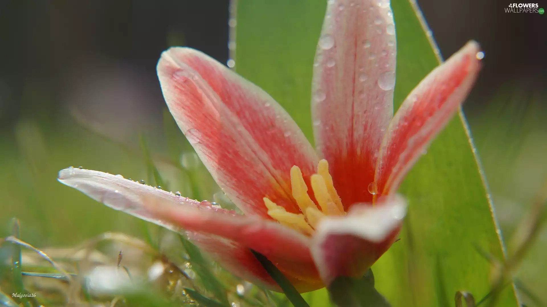 flower, Botanical Tulip