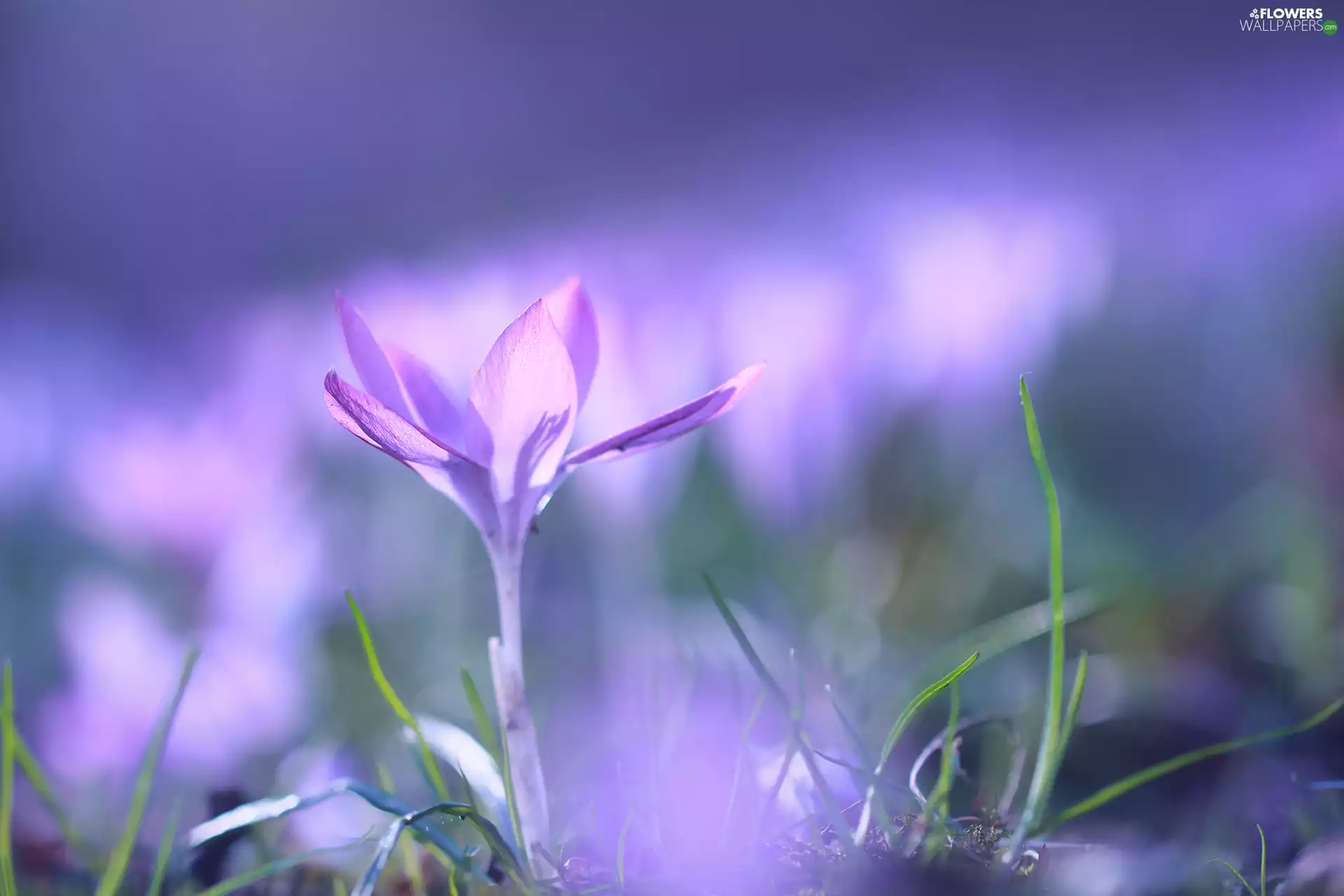 Flower, crocus, Violet