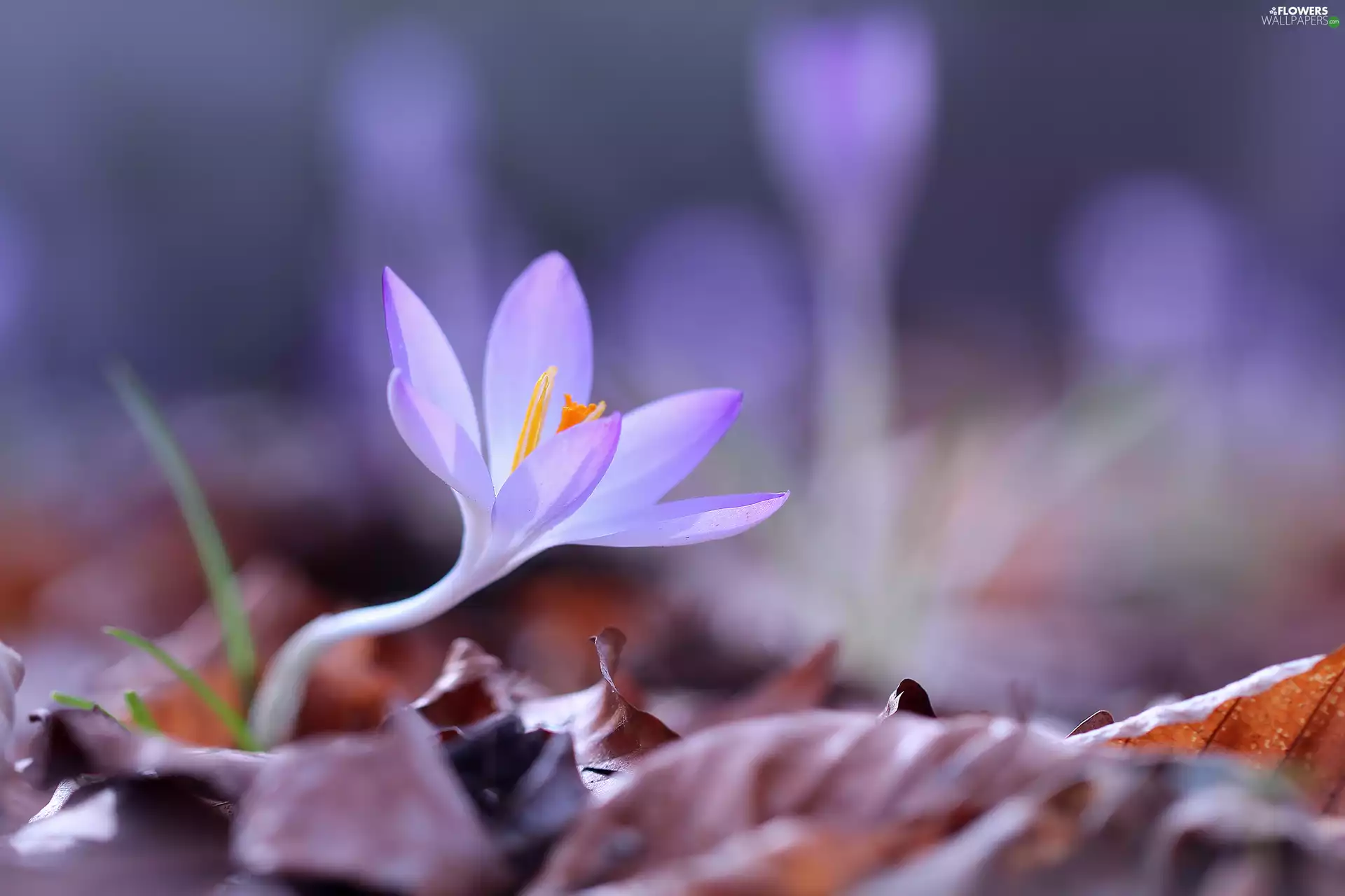 Flower, crocus, Violet