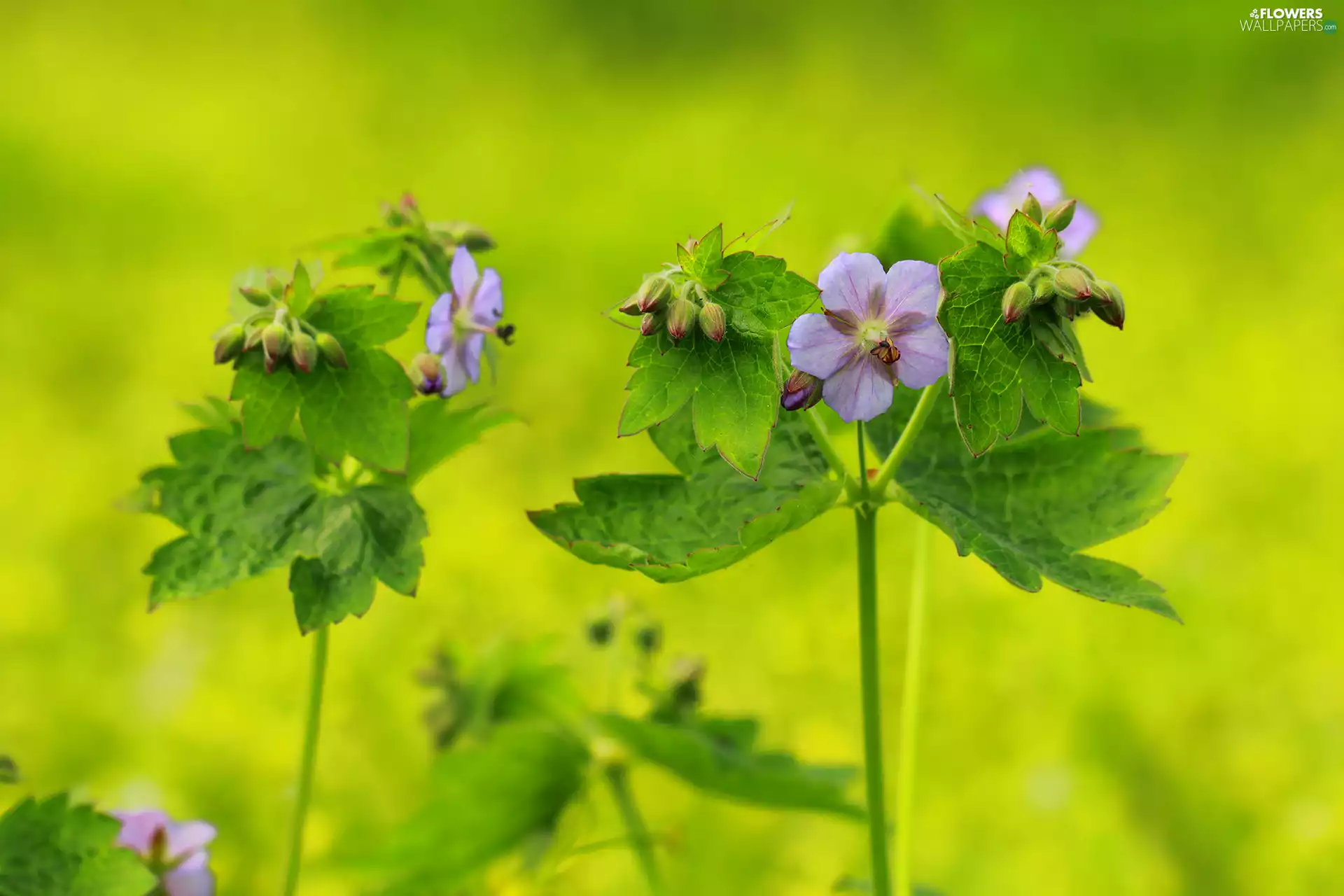 Flower, geranium, Violet