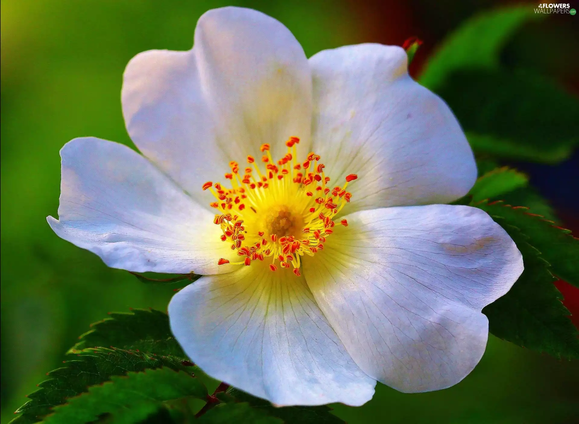 White, flakes, Stamens, Flower