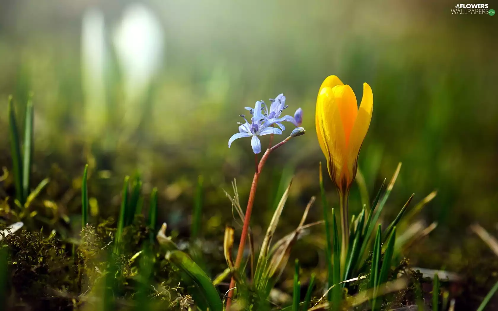 Yellow, blue, Flower, crocus