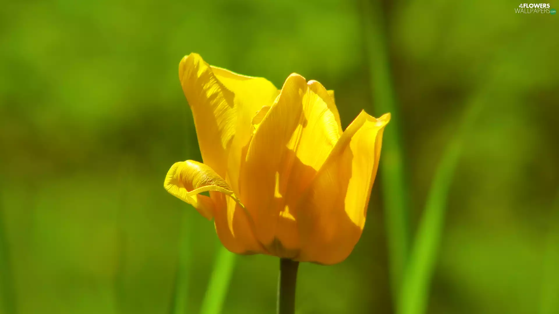 Yellow, tulip, rapprochement, flower
