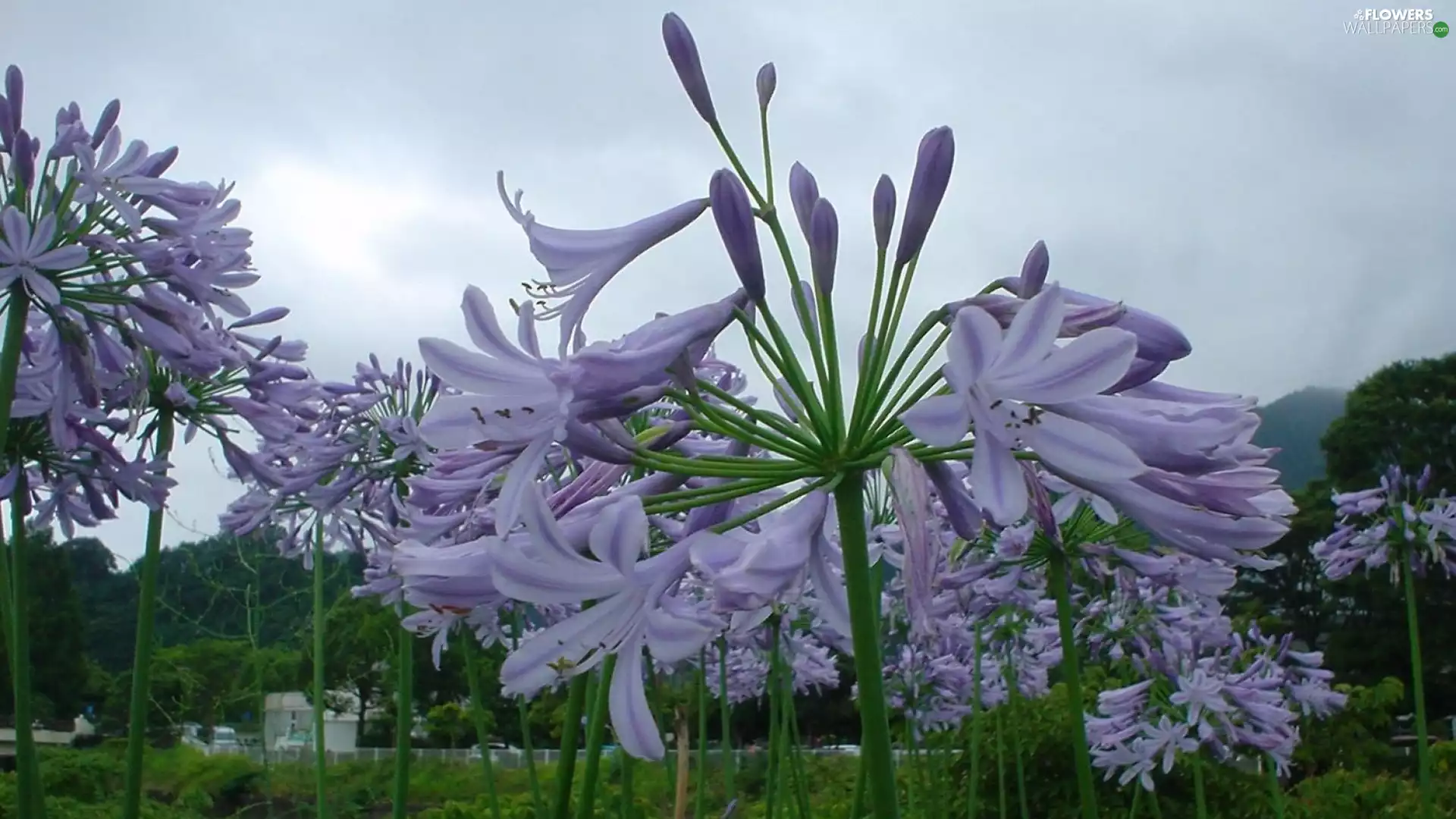 flowerbed, Flowers, agapanthus.