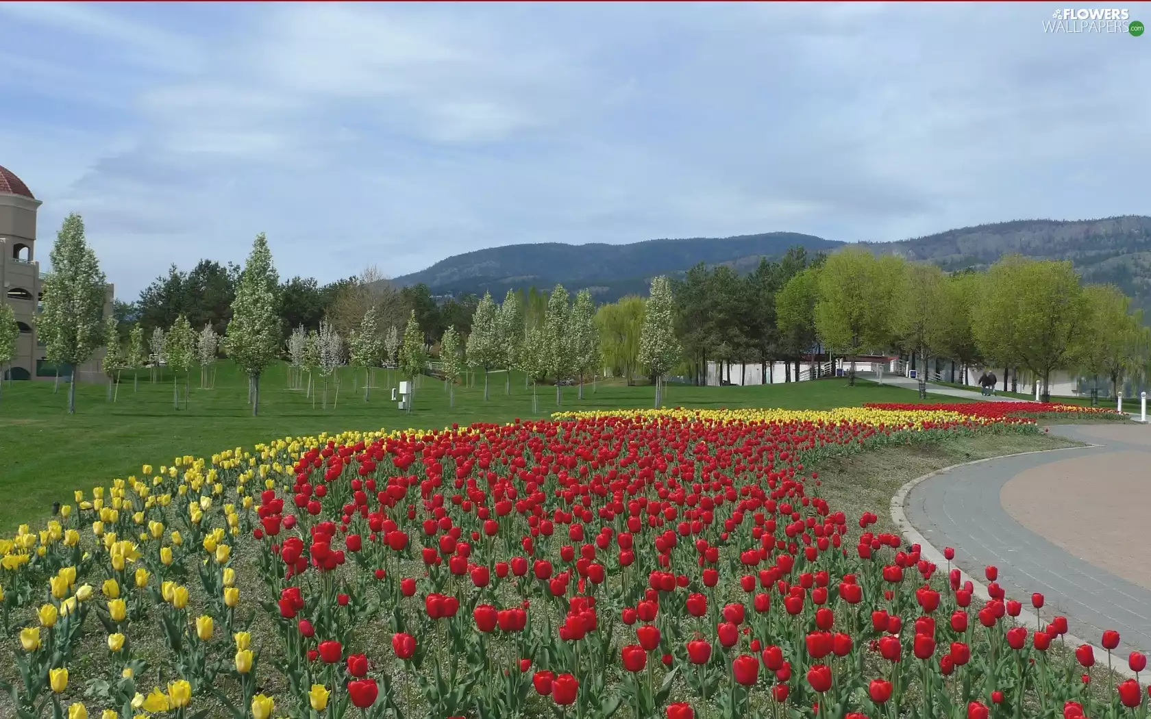 Park, Tulips, Mountains, flowerbed