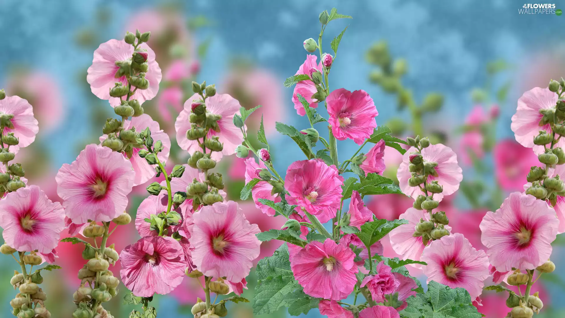 2D Graphics, Hollyhocks, Flowers