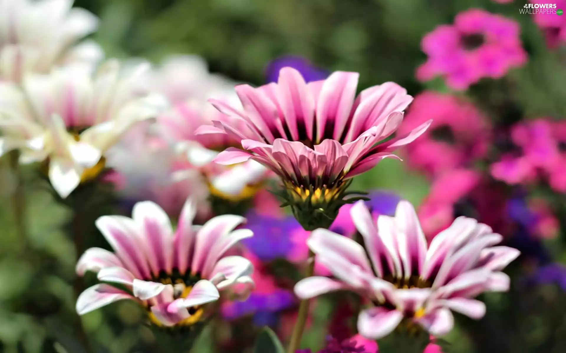 Flowers, ##