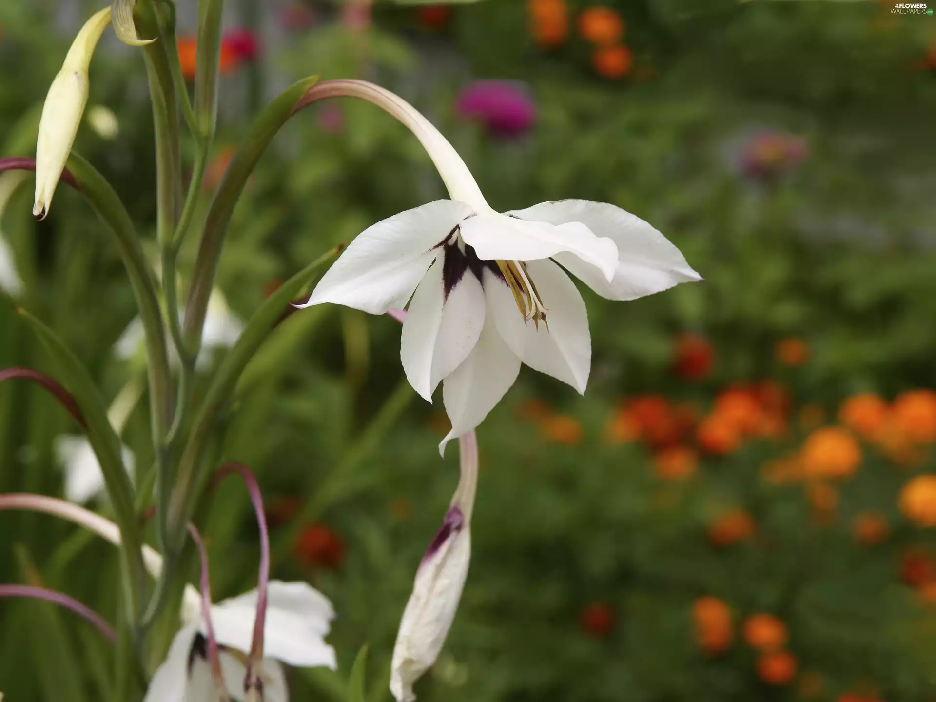 Acidanthera, plant, Colourfull Flowers