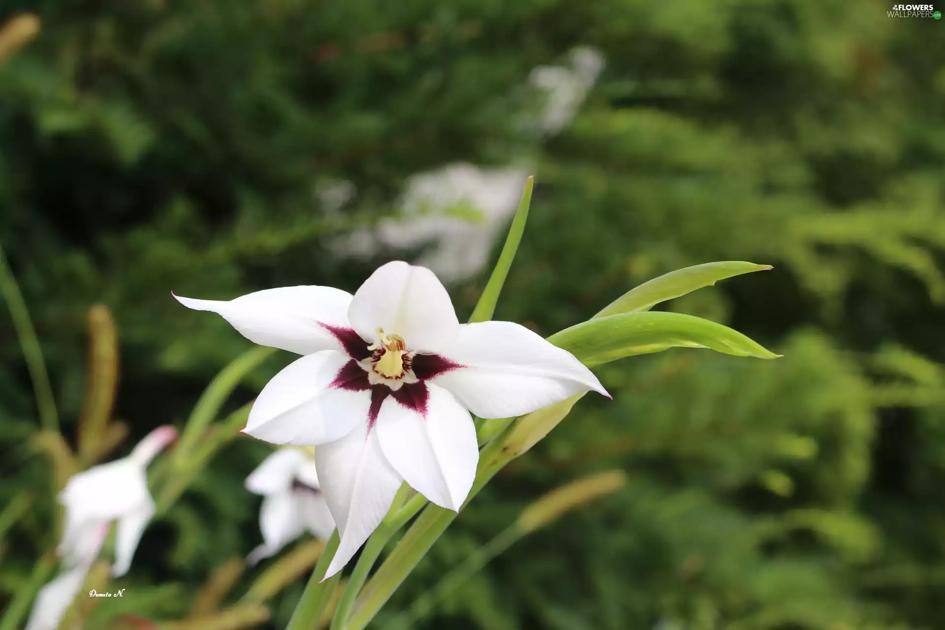 Acidanthera, White, Colourfull Flowers