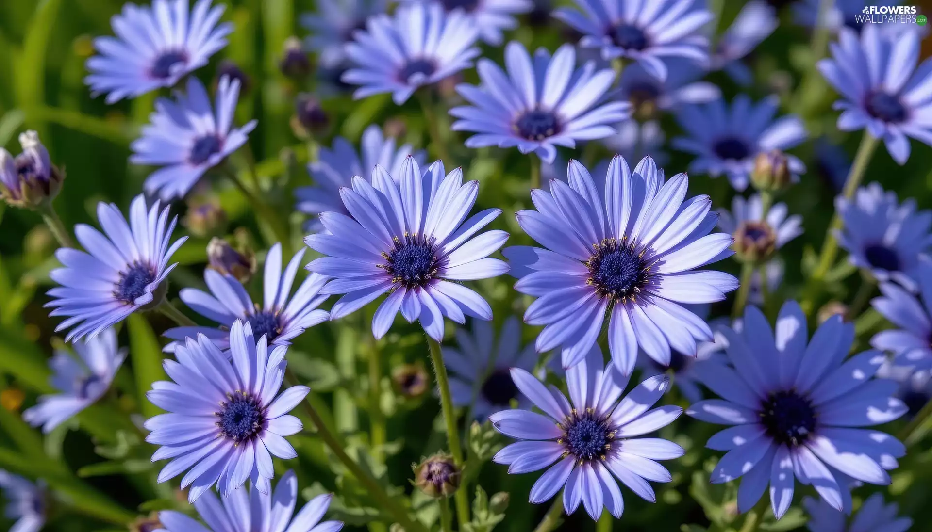 African Daisies, Blue, Flowers