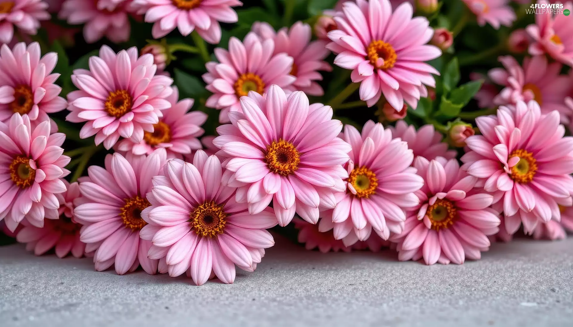 Pink, Flowers, African Daisies, developed