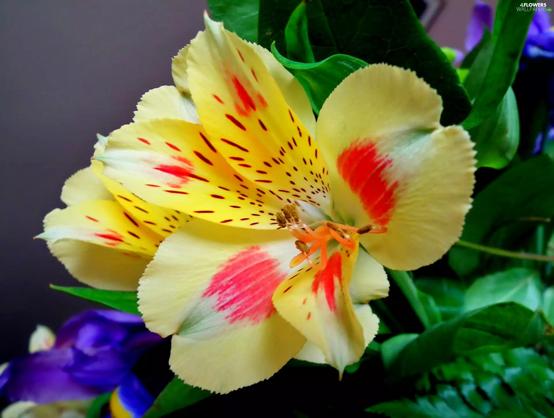 Alstroemeria, nature, Colourfull Flowers
