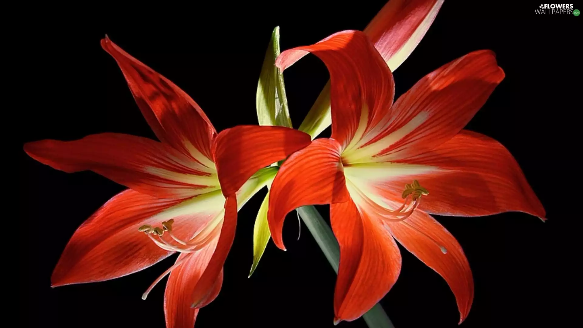 Flowers, amaryllis