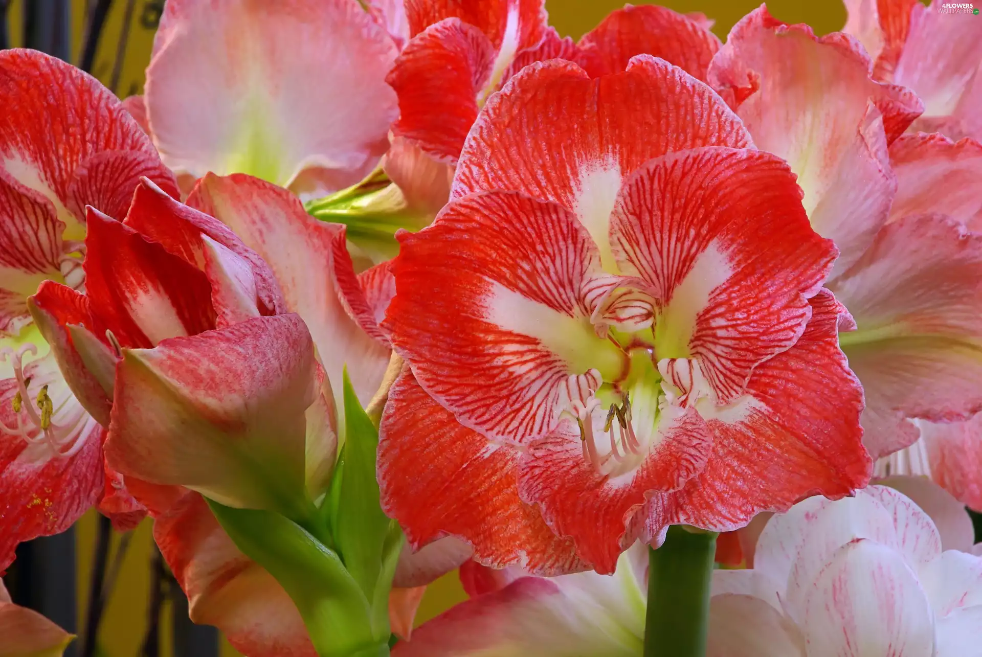 Flowers, amaryllis