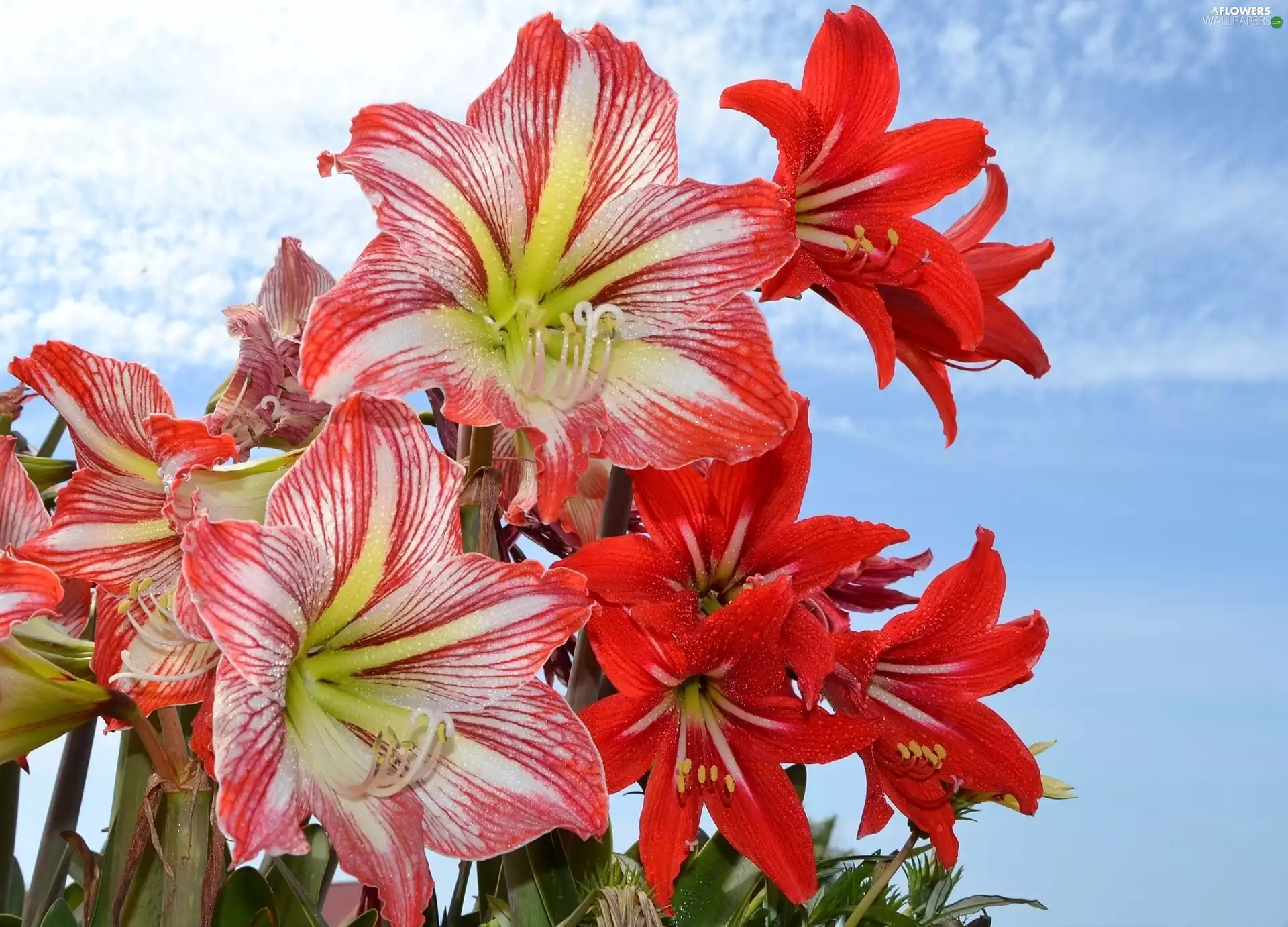 Flowers, amaryllis