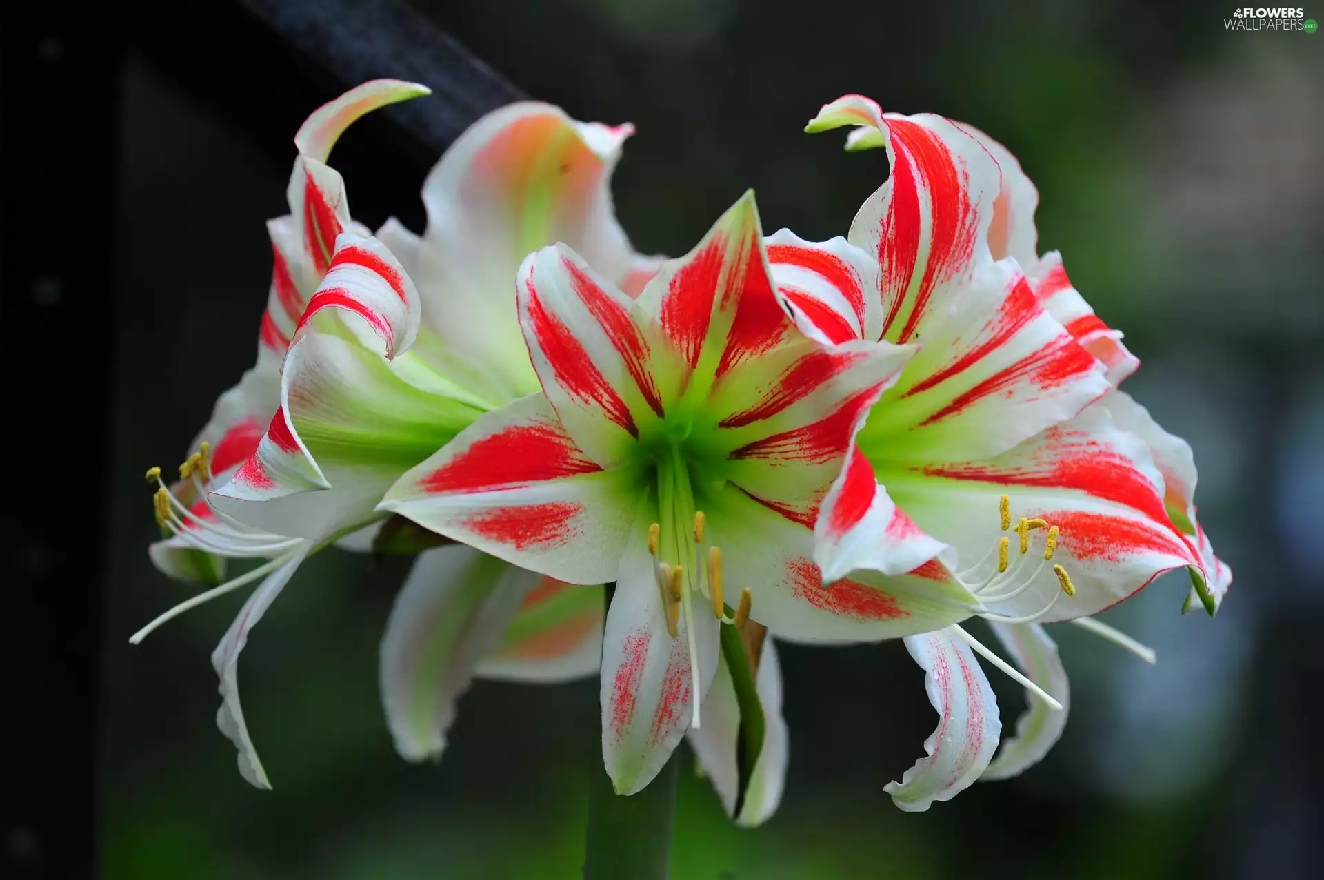 Flowers, amaryllis
