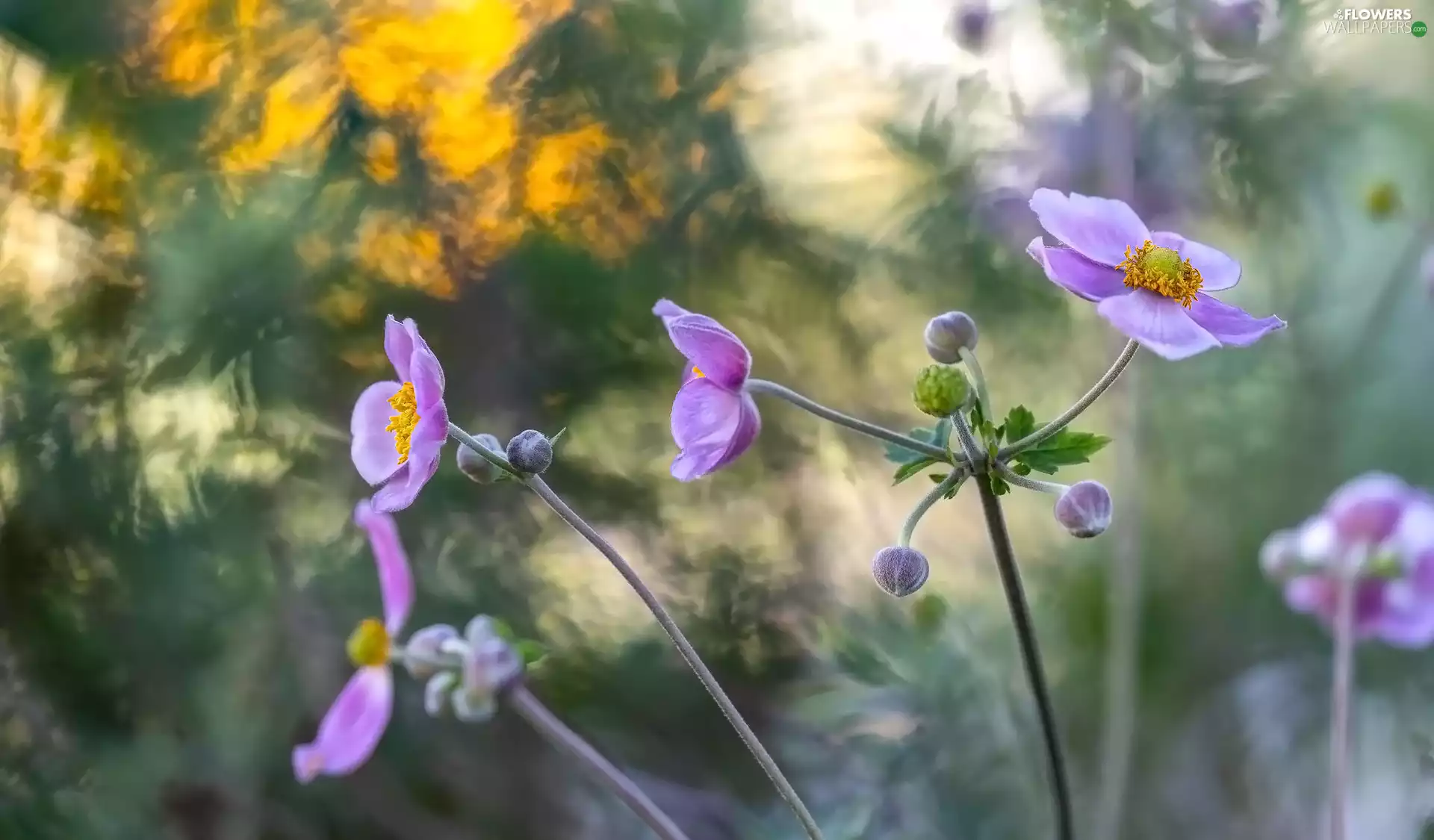 Anemone Hupehensis, bloom, Flowers