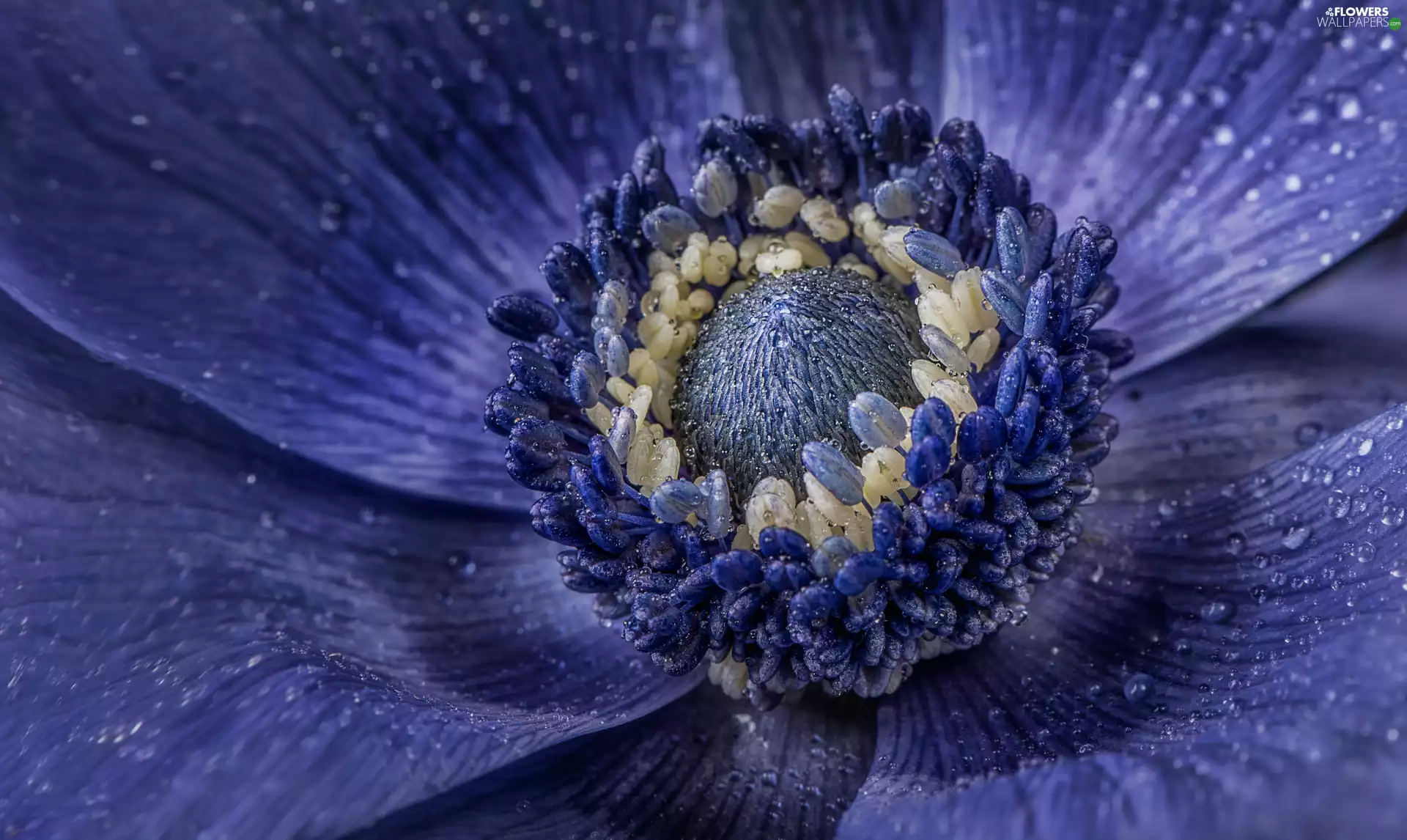 Colourfull Flowers, anemone, Close, blue