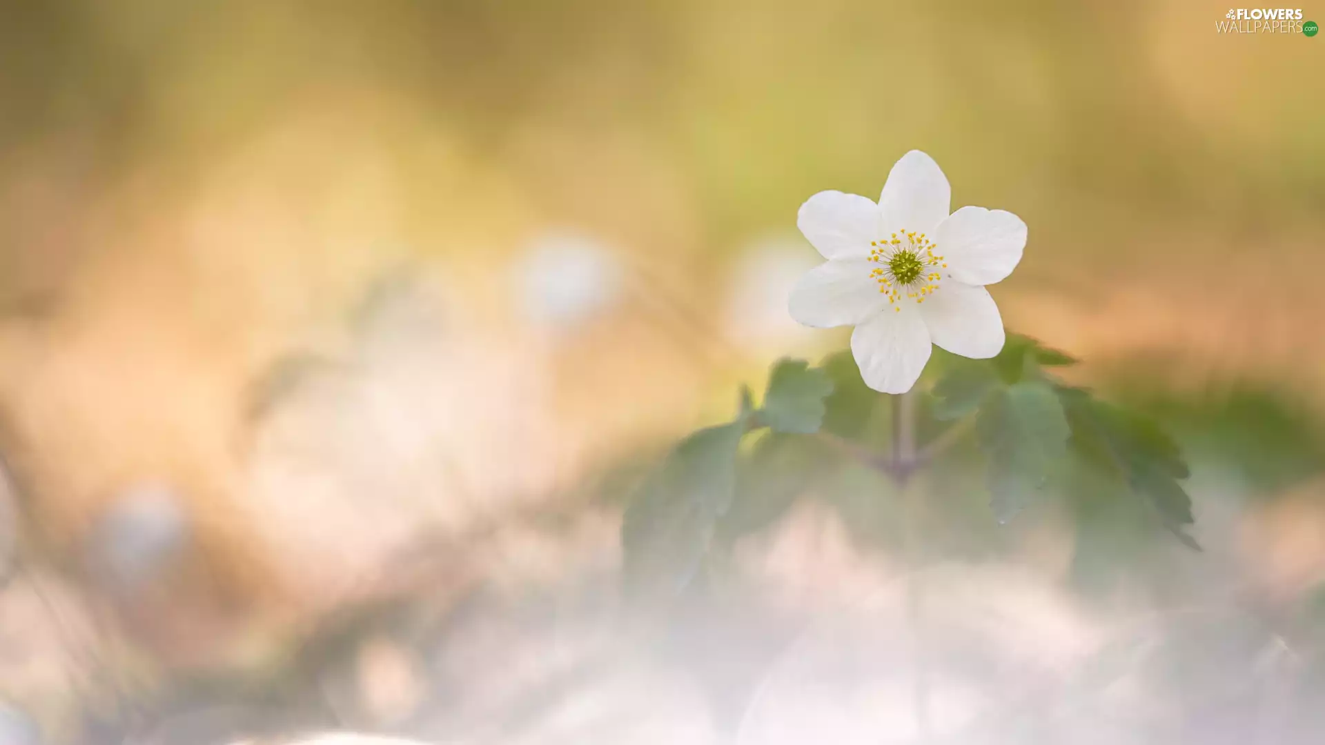 blurry background, Colourfull Flowers, Wood Anemone