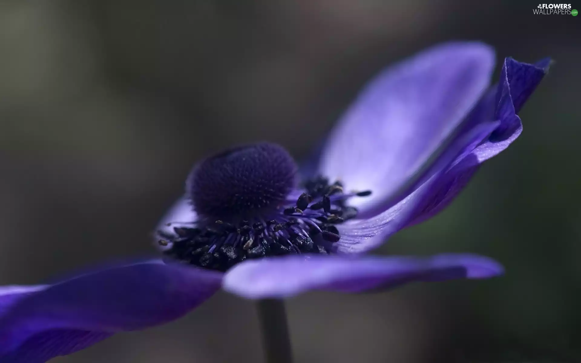 anemone, Close, Colourfull Flowers