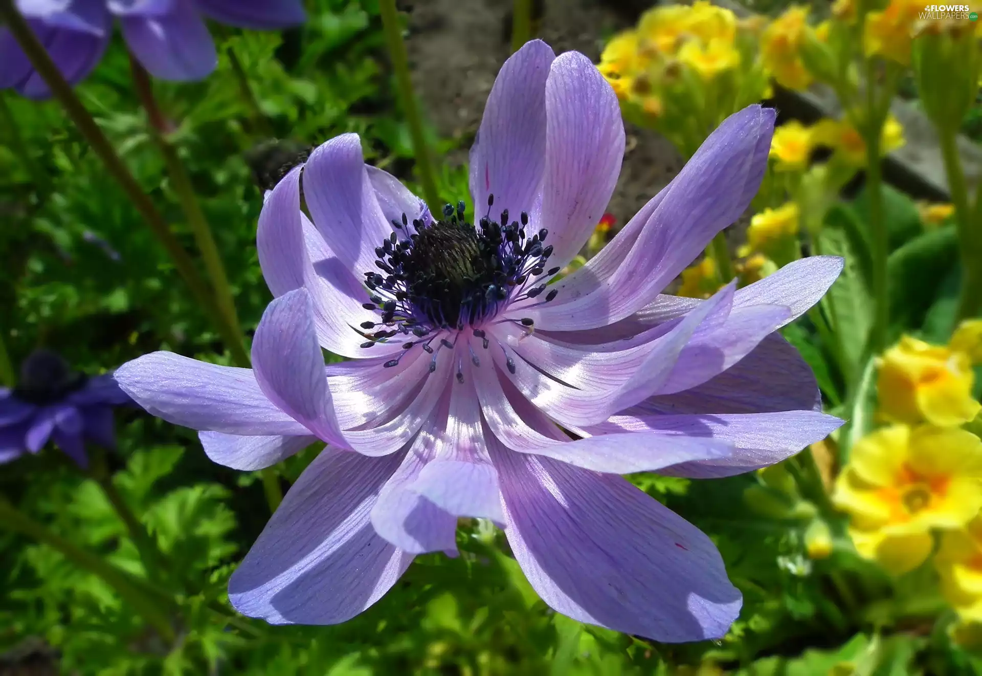 anemone, nature, Colourfull Flowers
