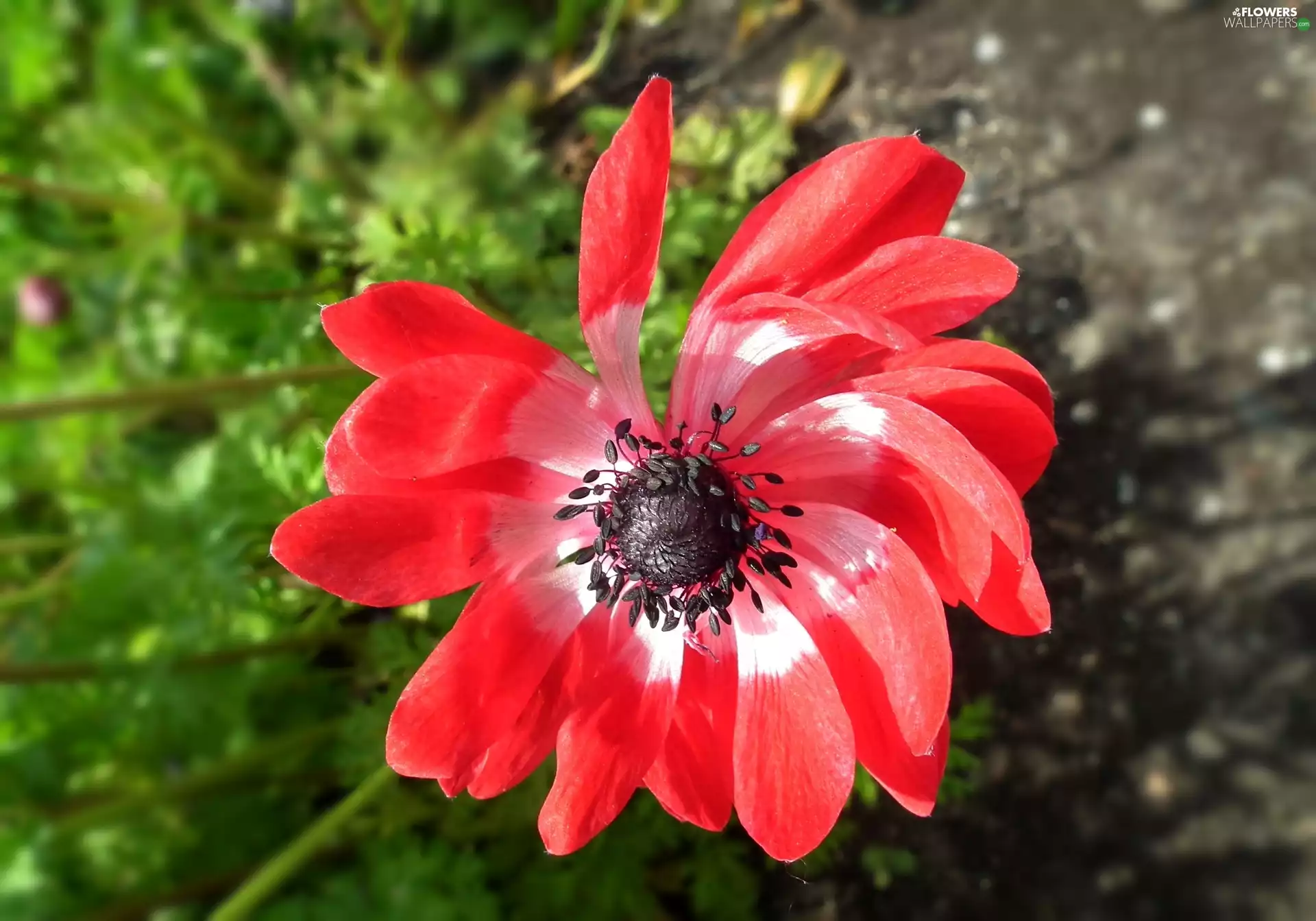 anemone, nature, Colourfull Flowers