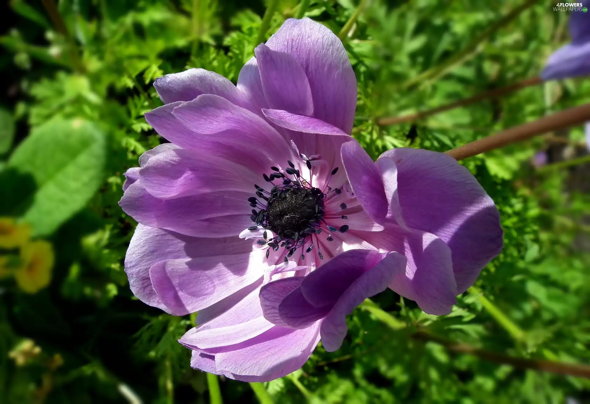 anemone, nature, Colourfull Flowers